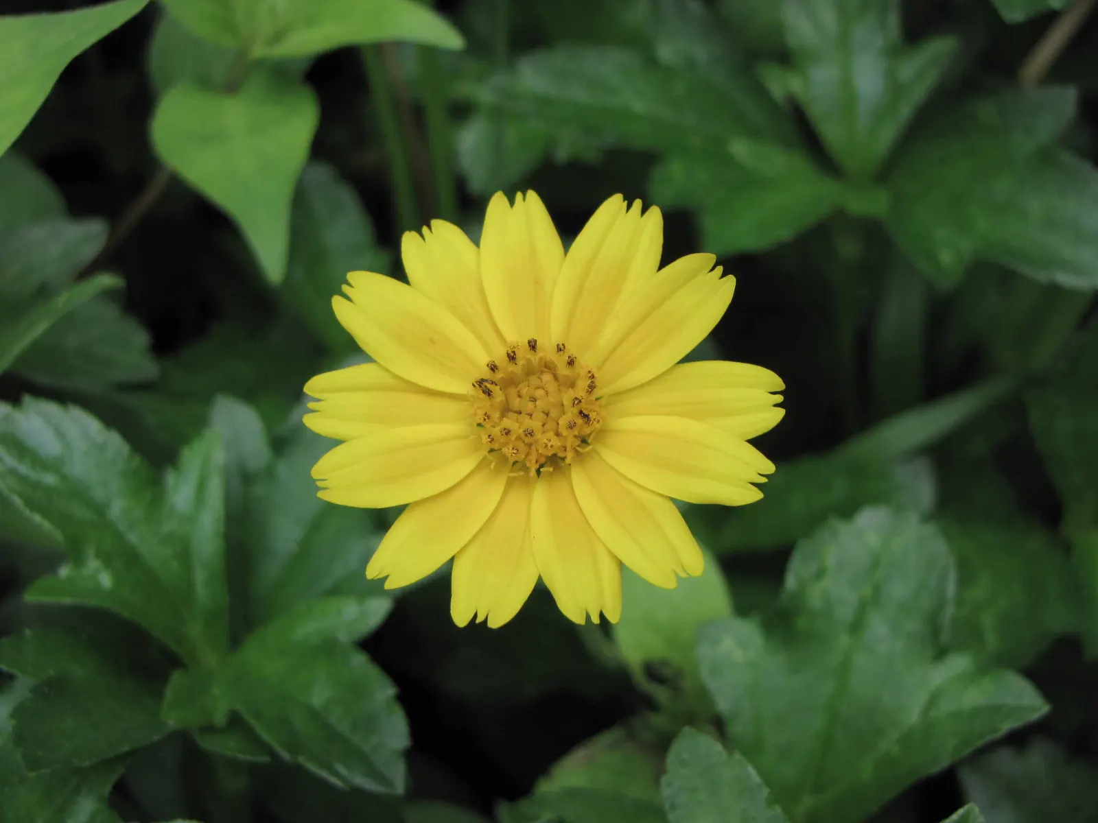 Yellow Dot (Wedelia Trilobata) — This low-growing perennial is acclaimed for its lush