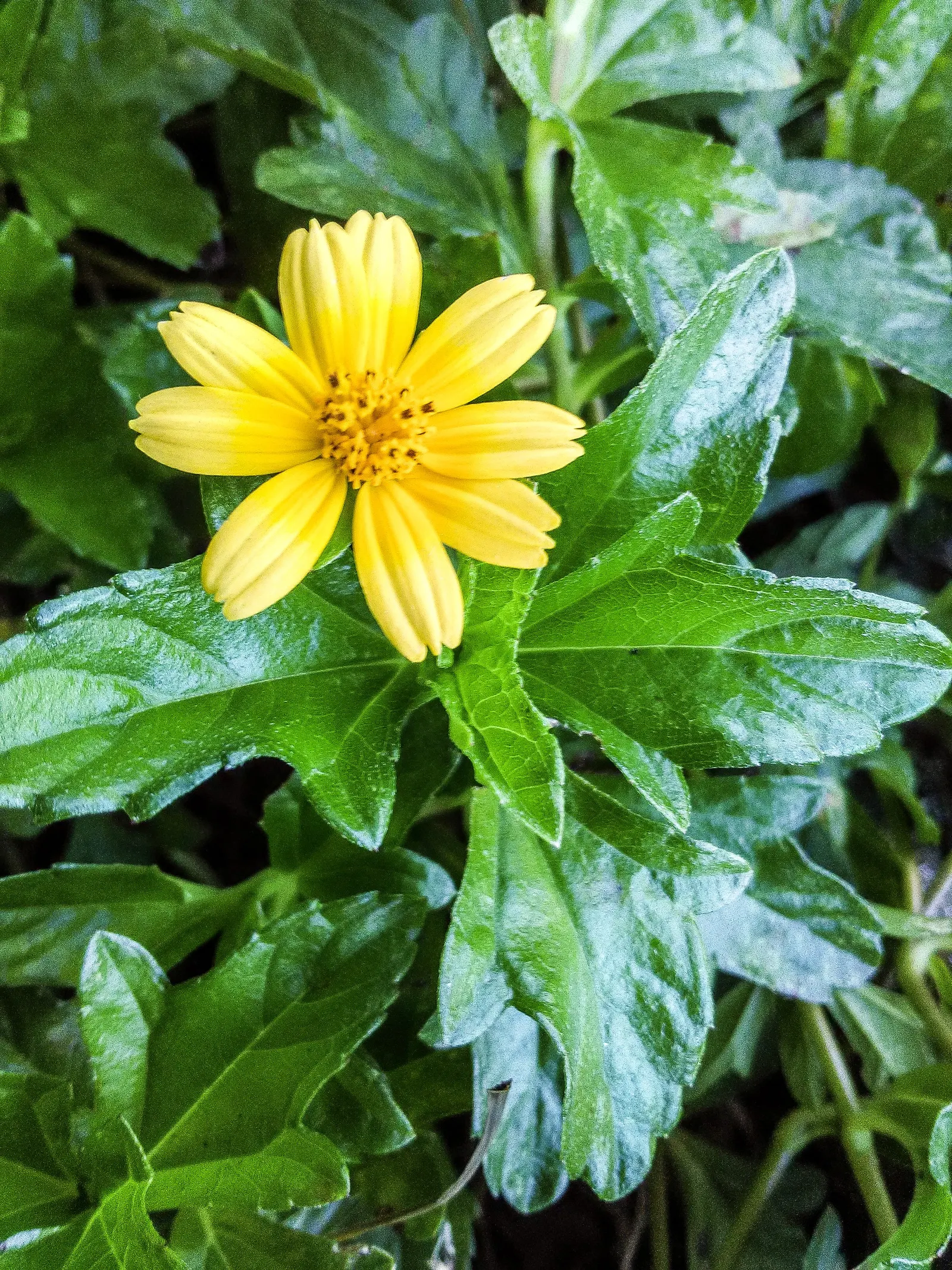 Yellow Dot (Wedelia Trilobata) — The blooms are consistently present throughout the warmer months; which allows for easy integration with other plants as
