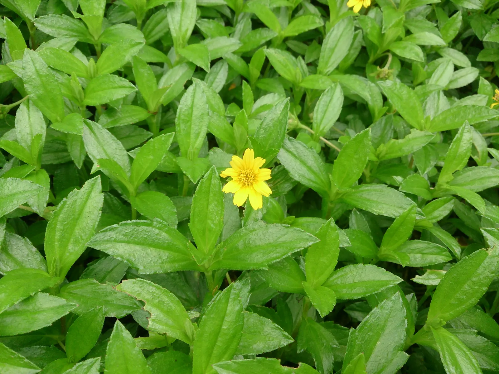 Yellow Dot (Wedelia Trilobata) — <br><br>When incorporating Yellow Dot into your landscape