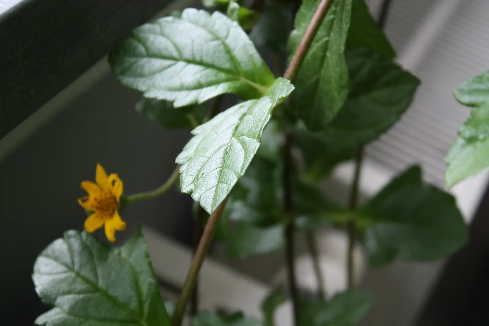Yellow Dot (Wedelia Trilobata) — requiring minimal maintenance once established and preferring well-drained soil; as its flowers attract, image 64