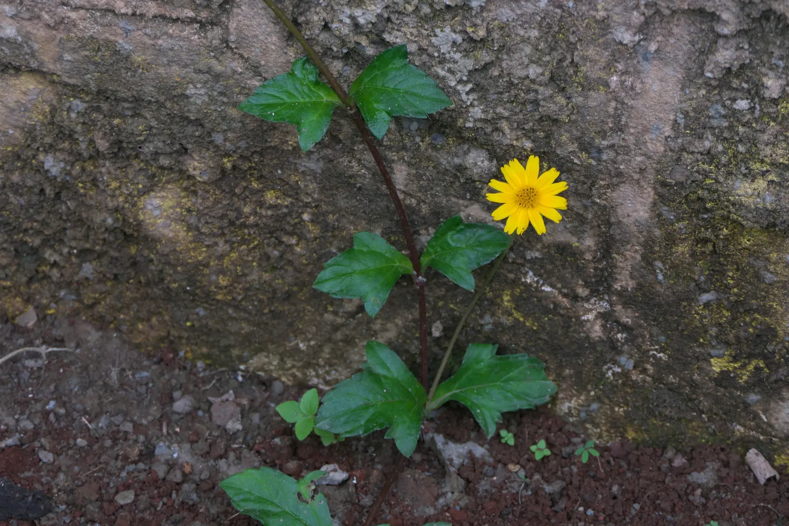 Yellow Dot (Wedelia Trilobata) — making it an excellent choice for xeriscaping or water-efficient gardens; daisy-like yellow flowers
