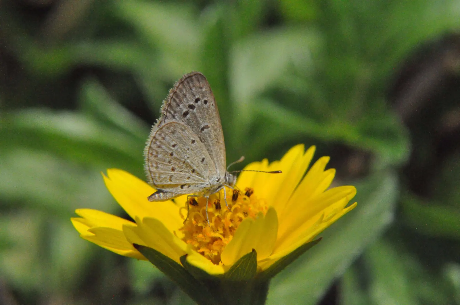 Yellow Dot (Wedelia Trilobata) — Its foliage rises to about 18 to 24 inches in height