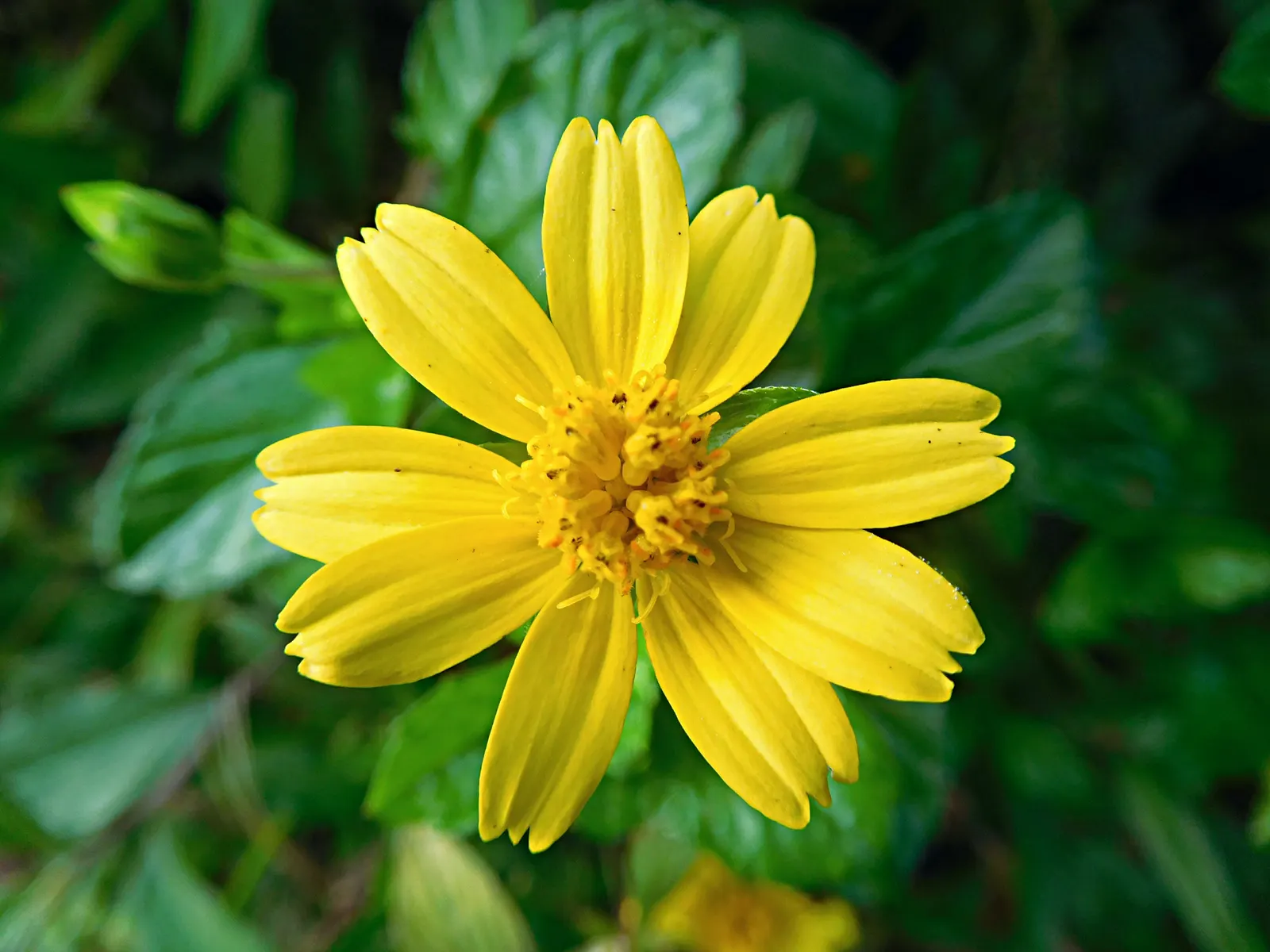 Yellow Dot (Wedelia Trilobata) — yellow flowers in the garden; daisy-like yellow flowers