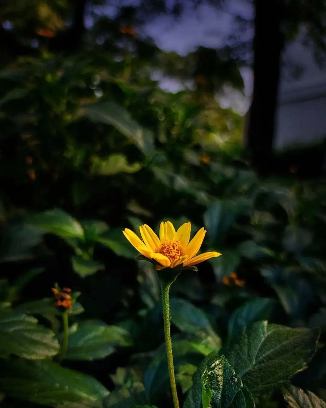Yellow Dot (Wedelia Trilobata) — ground cover for full or half or shade; as its flowers attract butterflies and bees