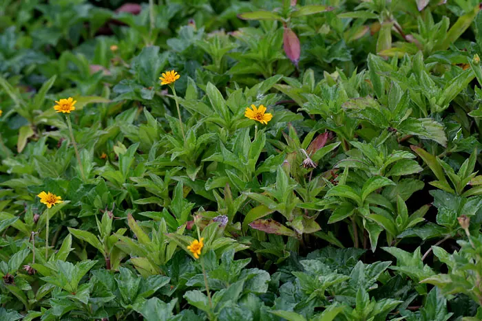 Yellow Dot (Wedelia Trilobata) — providing a long-lasting display of color.<br><br>For optimal growth; this perennial thrives in USDA zones 8-11 and spreads