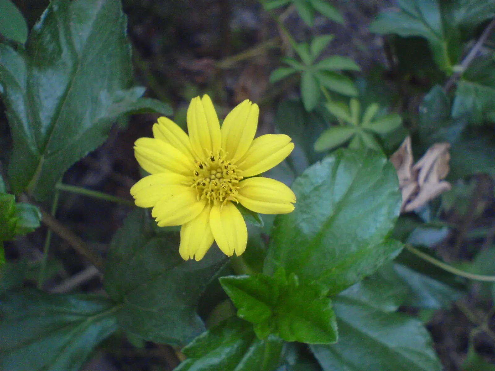 Yellow Dot (Wedelia Trilobata) — Yellow Dot (Wedelia trilobata) is a vigorous ground cover; this perennial thrives in USDA zones 8-11 and spreads, image 57