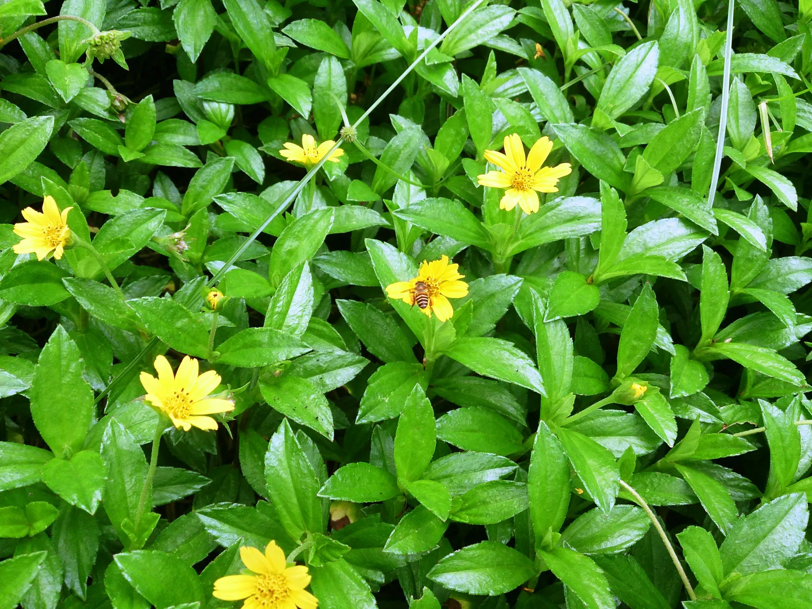 Yellow Dot (Wedelia Trilobata) — Thriving in USDA zones 8 to 11; as its flowers attract butterflies and bees, image 68