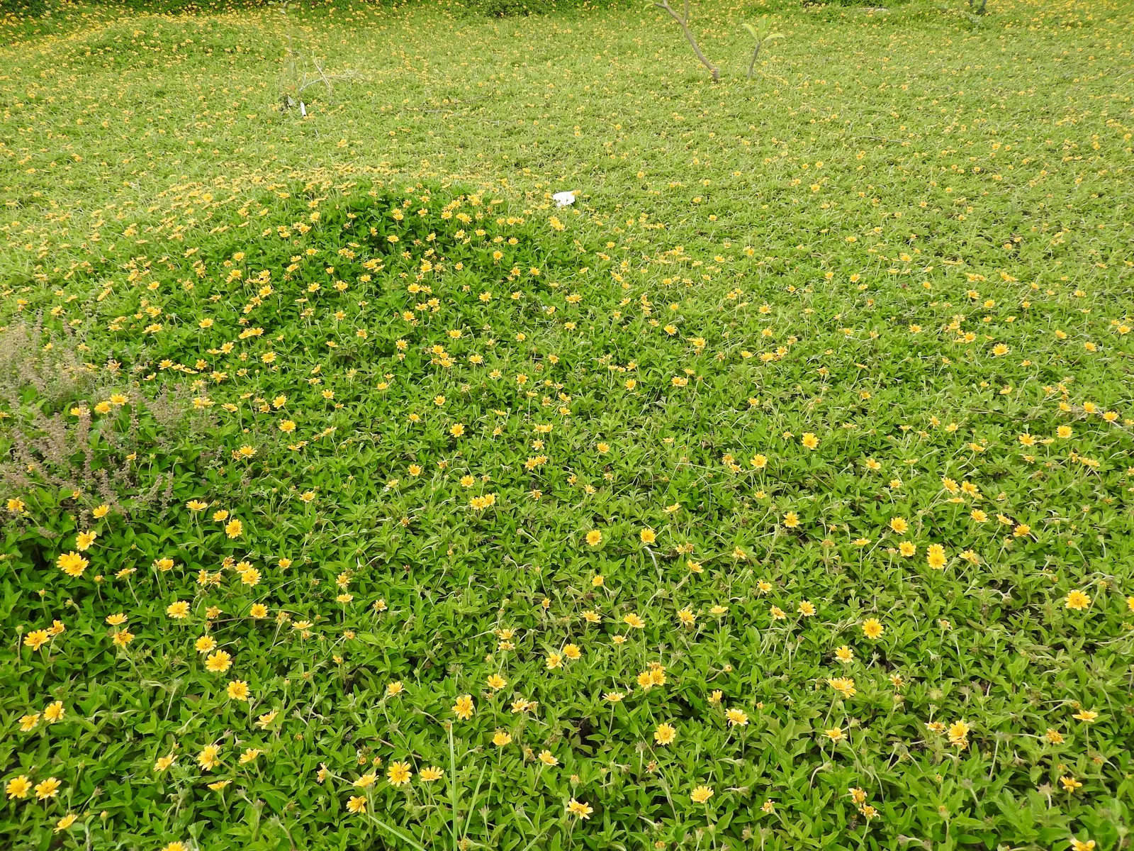 Yellow Dot (Wedelia Trilobata) — as its flowers attract butterflies and bees; this perennial thrives in USDA zones 8-11 and spreads quickly to 3-4 feet wide