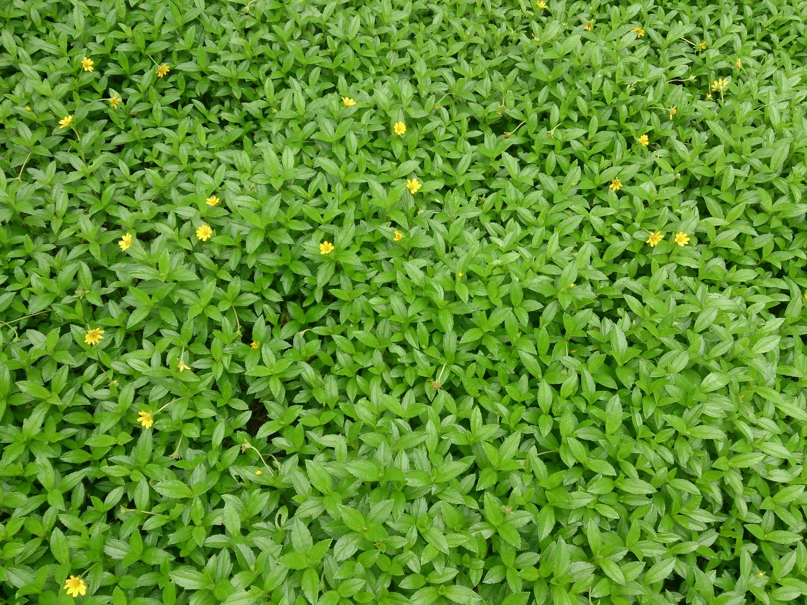 Yellow Dot (Wedelia Trilobata) — consider its rapid growth habit; it spreads by rooting stem nodes and can cover areas up to 3 feet wide; as its, image 72