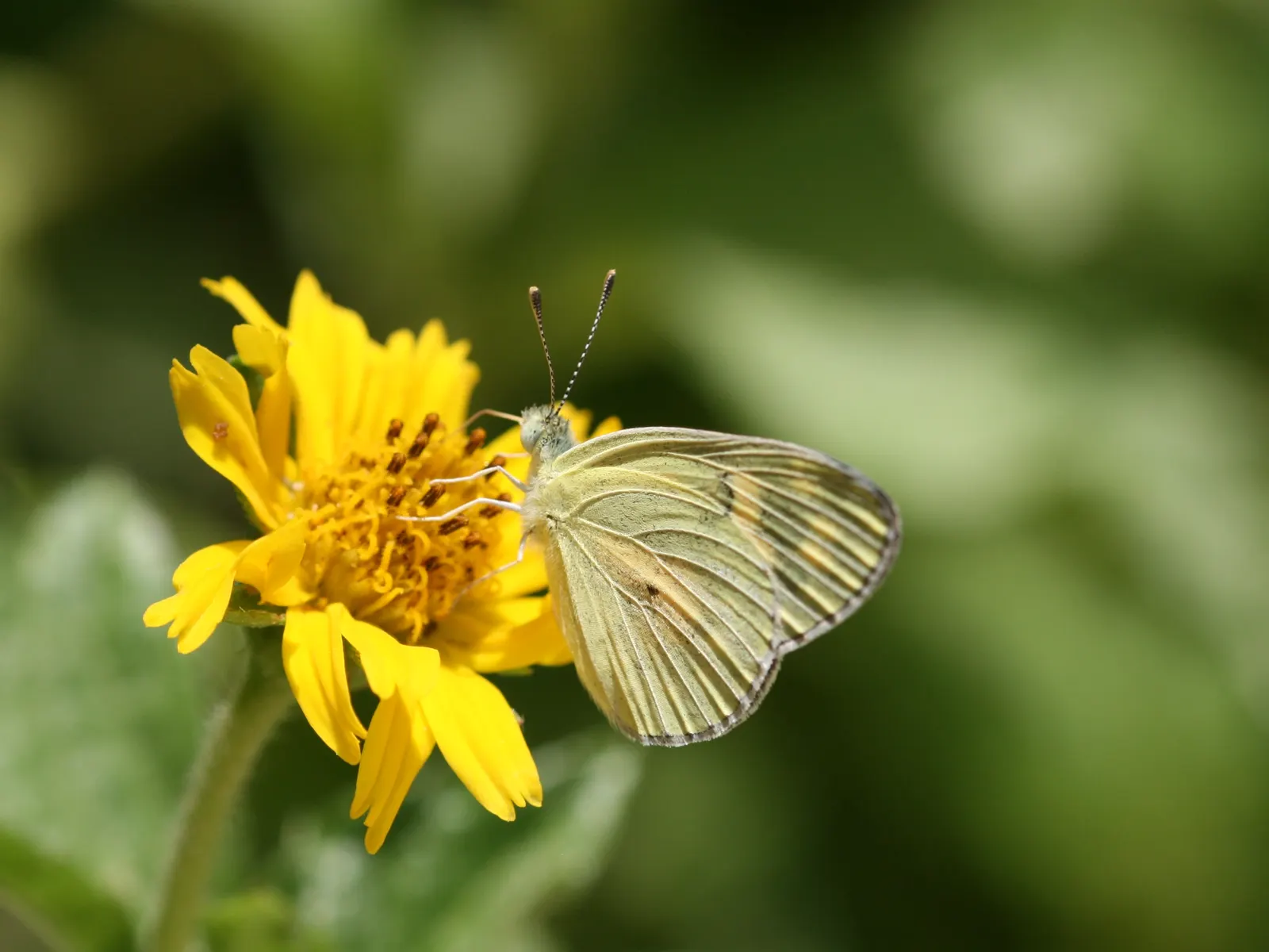 Yellow Dot (Wedelia Trilobata) — This perennial thrives in USDA zones 8-11 and spreads quickly to 3-4 feet wide; as its flowers attract butterflies and bees