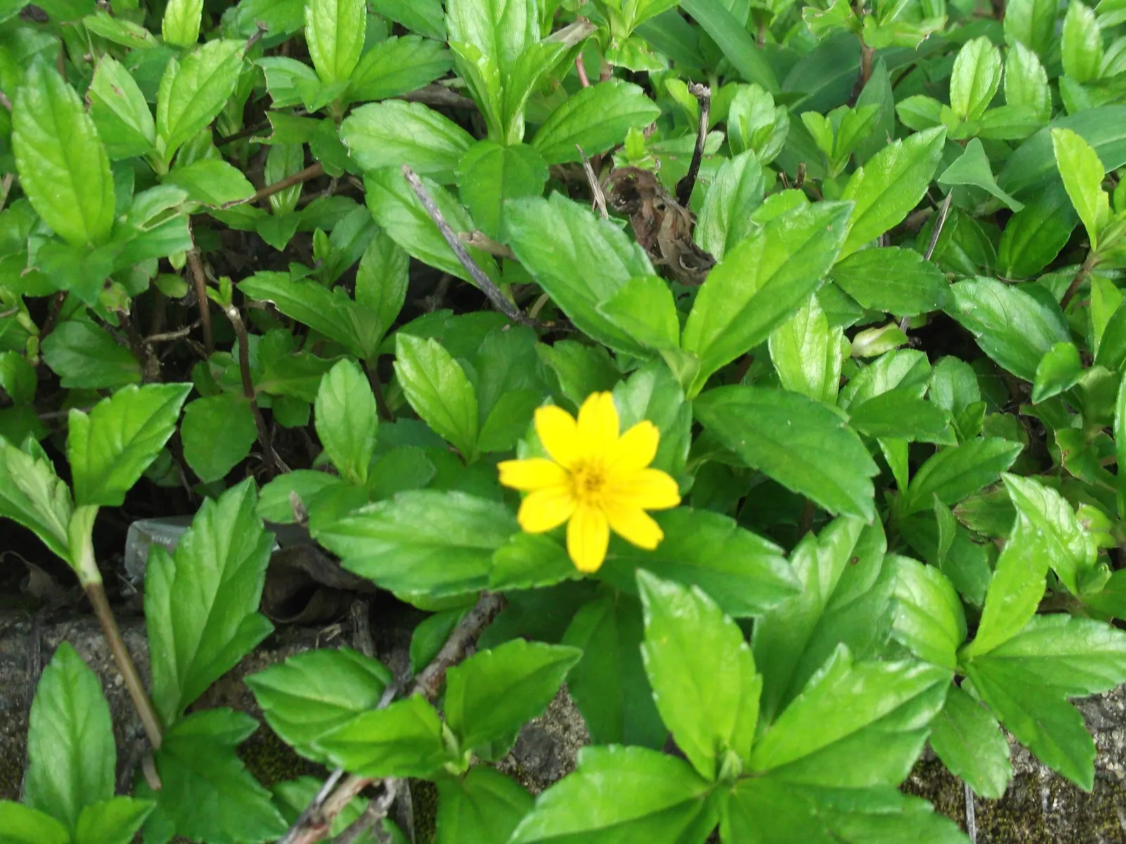 Yellow Dot (Wedelia Trilobata) — bright yellow flowers and lustrous; daisy-like yellow flowers, image 58