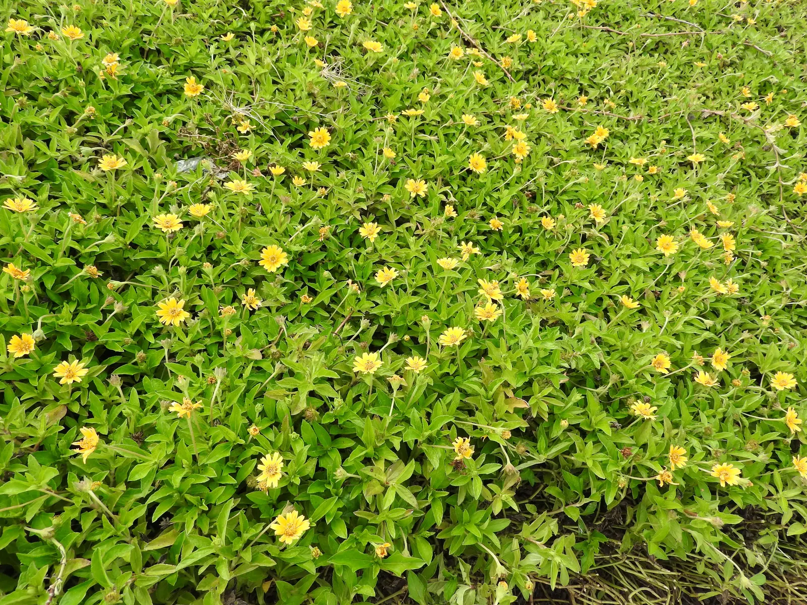Yellow Dot (Wedelia Trilobata) — deep green leaves that are roughly 3 inches long