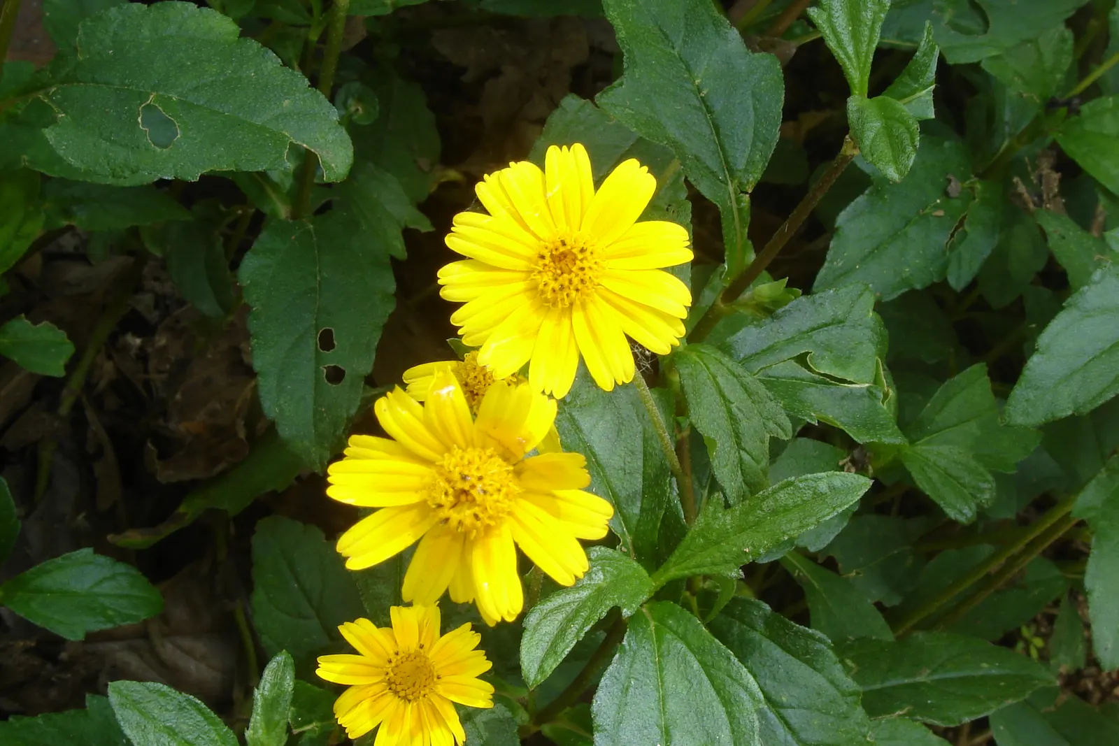 Yellow Dot (Wedelia Trilobata) — daisy-like yellow flowers; which allows for easy integration with other plants as underplantings or along borders