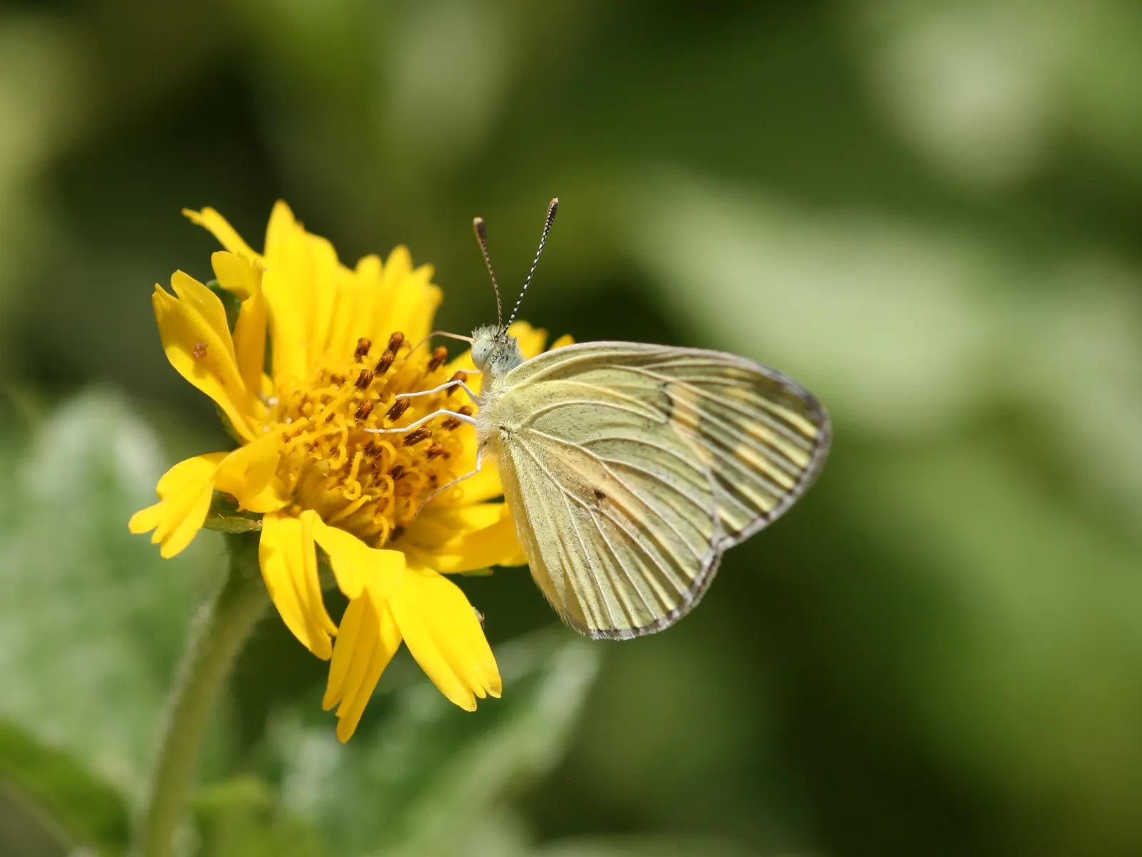 Yellow Dot (Wedelia Trilobata) — yellow flowers in the garden