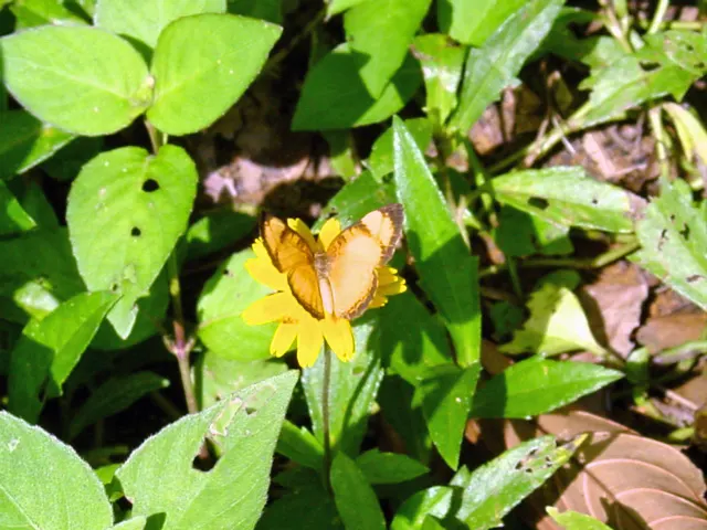 Yellow Dot (Wedelia Trilobata) — ground cover with yellow blooms