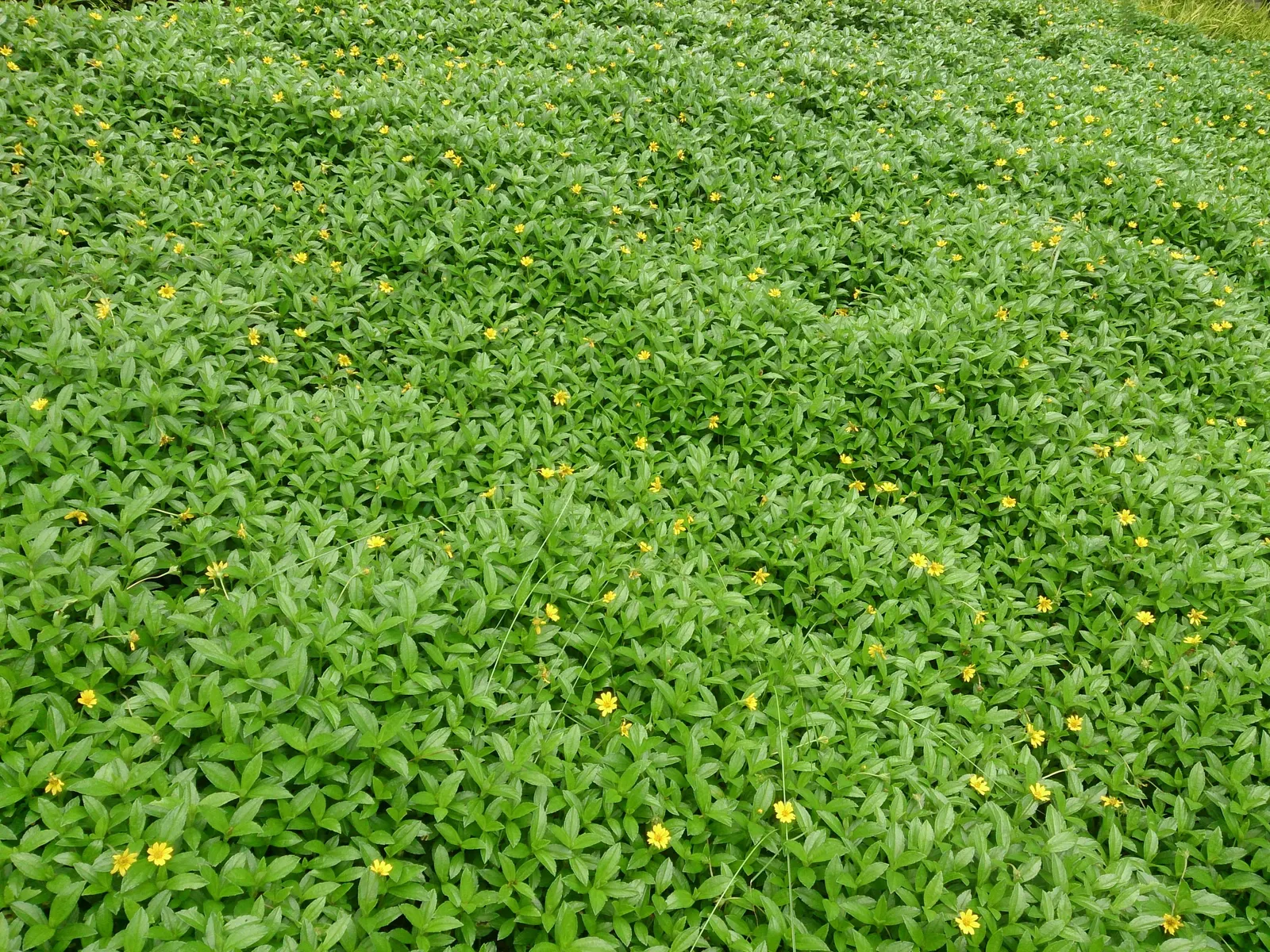 Yellow Dot (Wedelia Trilobata) — The blooms are consistently present throughout the warmer months; which allows for easy integration with other, image 75