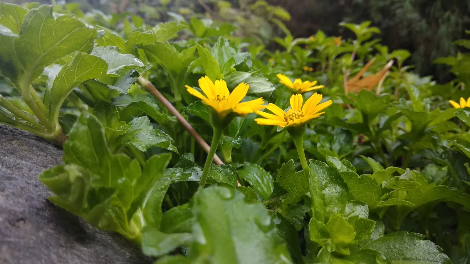 Yellow Dot (Wedelia Trilobata) — daisy-like yellow flowers; which allows for easy integration with other plants as underplantings or along borders, image 67