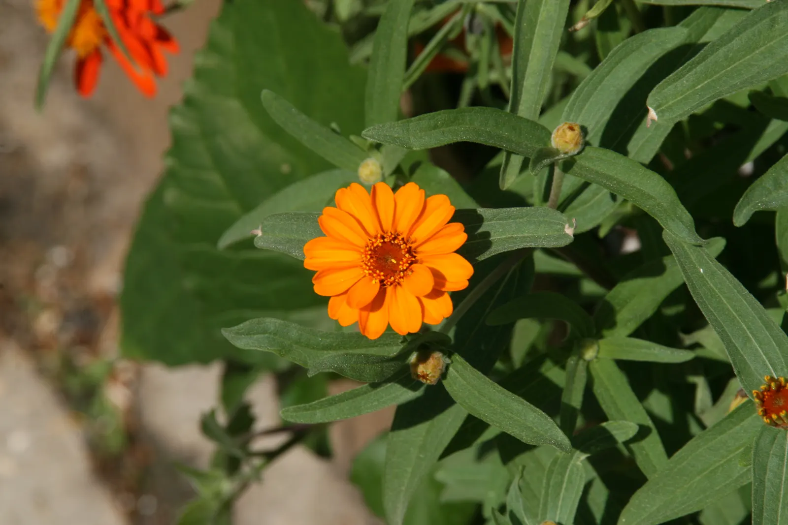 Yellow Dot (Wedelia Trilobata) — typically from late spring to early fall; as its flowers attract butterflies and bees