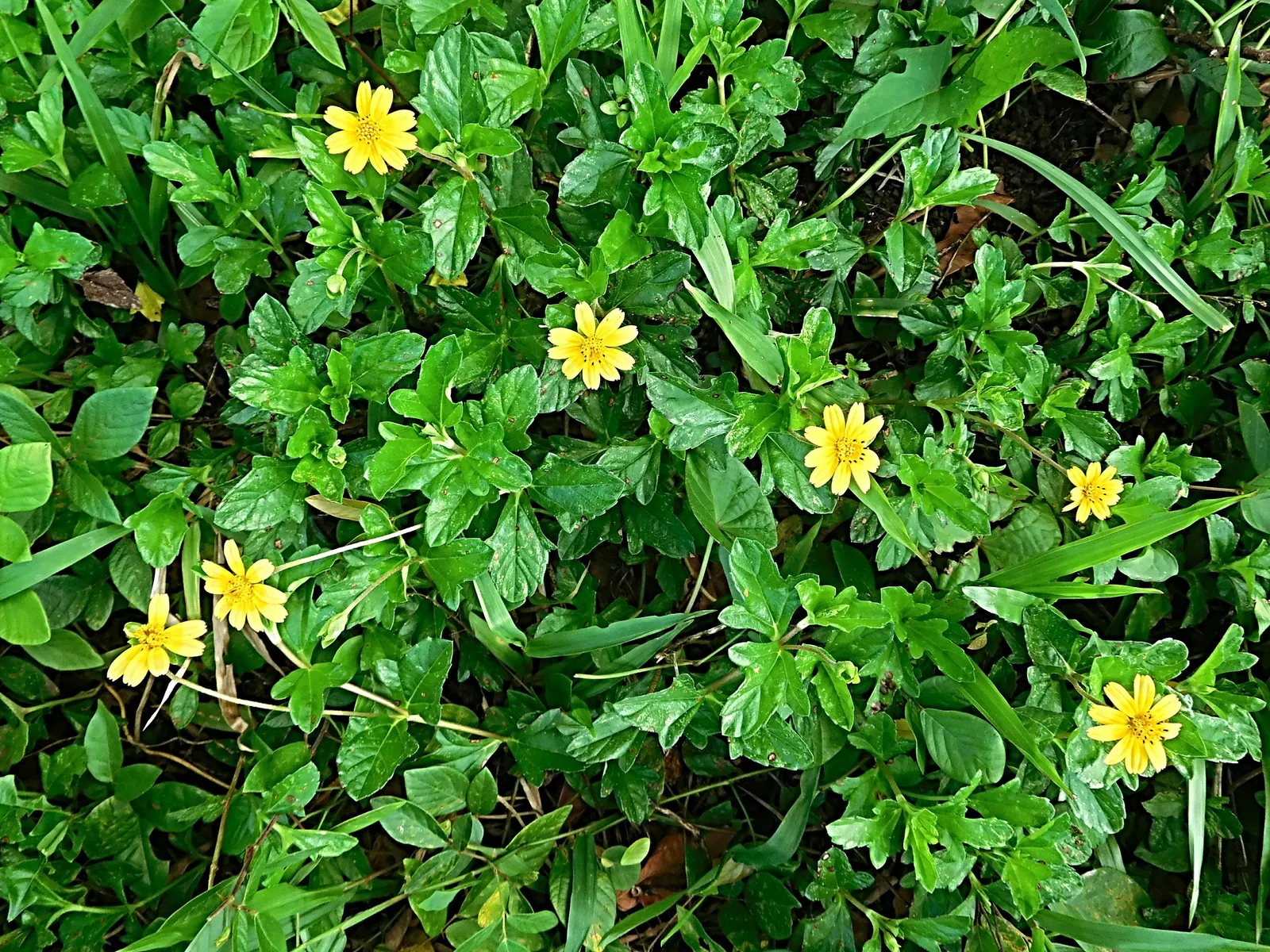 Yellow Dot (Wedelia Trilobata) — as its flowers attract butterflies and bees