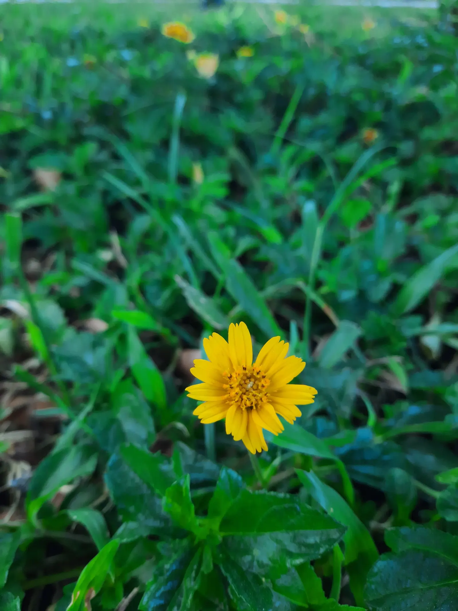 Yellow Dot (Wedelia Trilobata) — plant Yellow Dot in an area with full to partial sunlight and well-drained soil; daisy-like yellow flowers, image 78