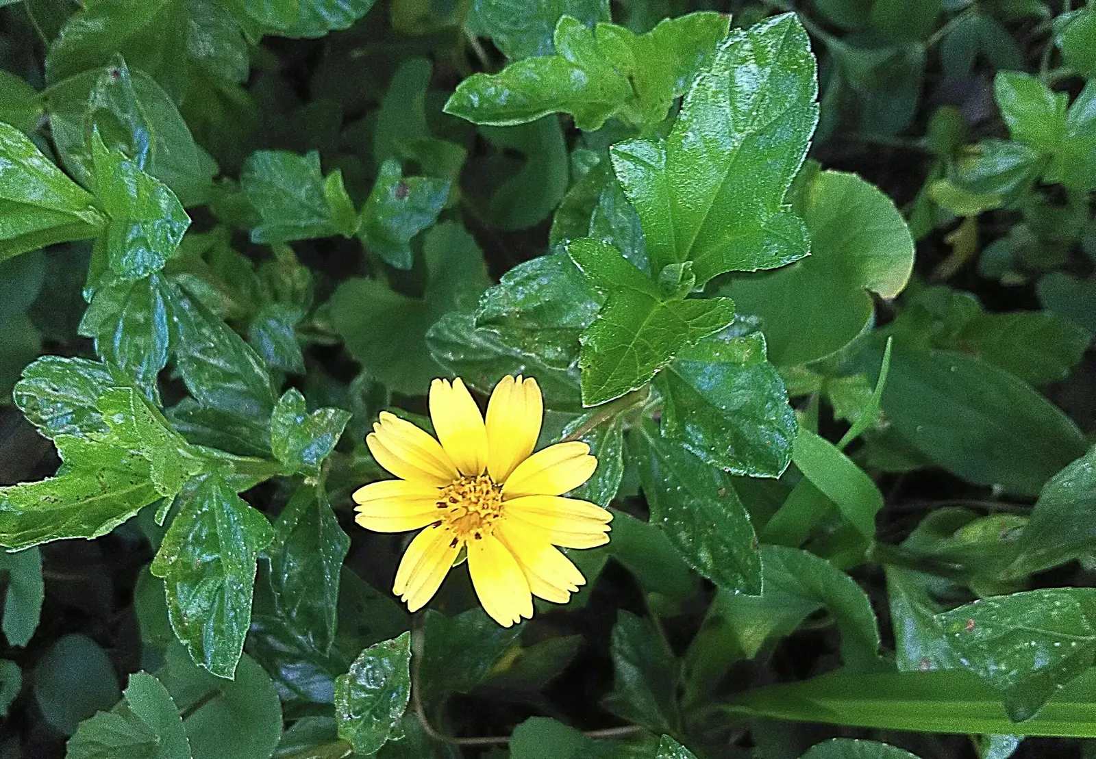 Yellow Dot (Wedelia Trilobata) — With a growth height of about 18 inches; daisy-like yellow flowers