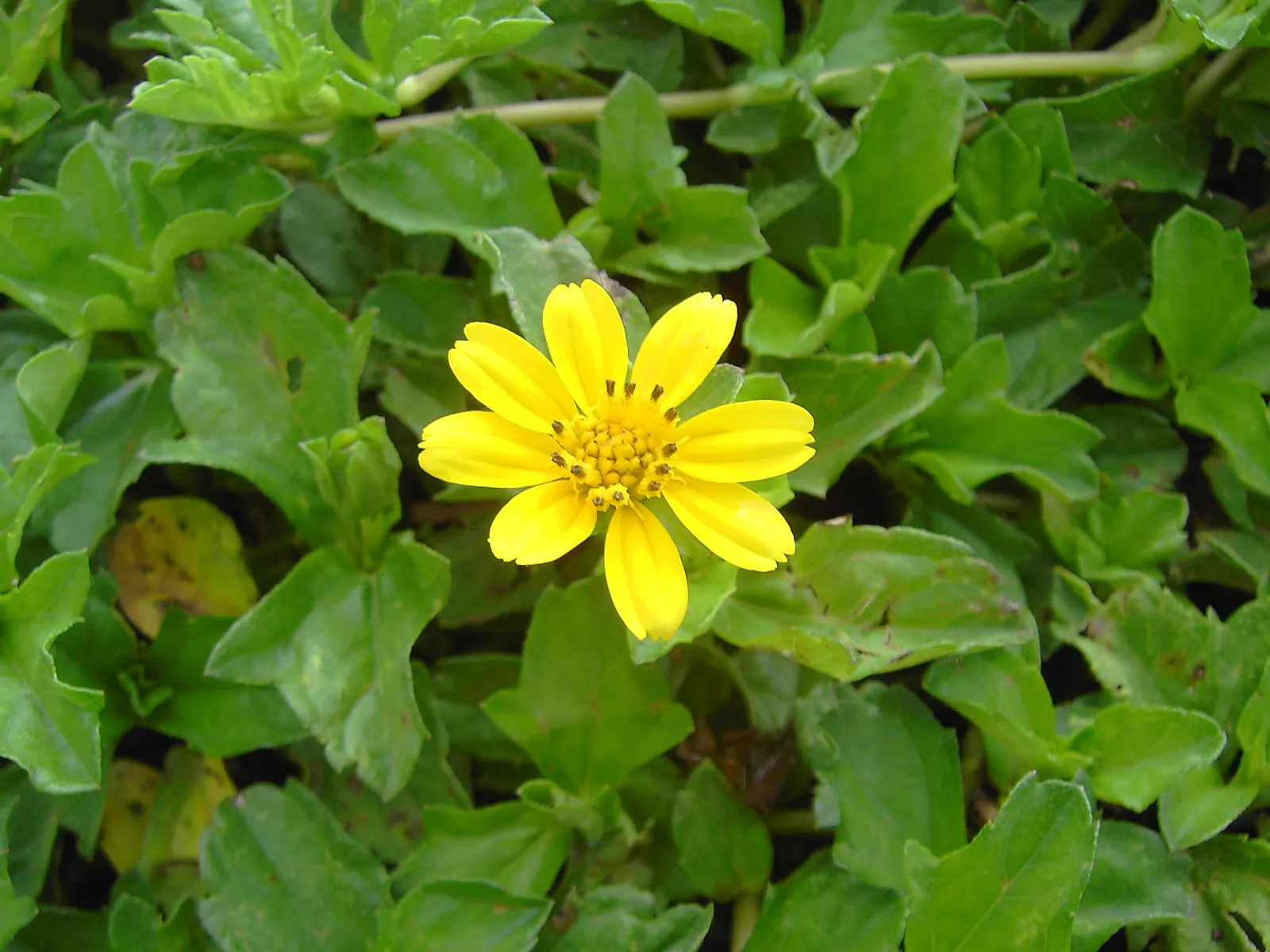 Yellow Dot (Wedelia Trilobata) — providing a long-lasting display of color.<br><br>For optimal growth; this perennial thrives in USDA zones 8-11, image 77