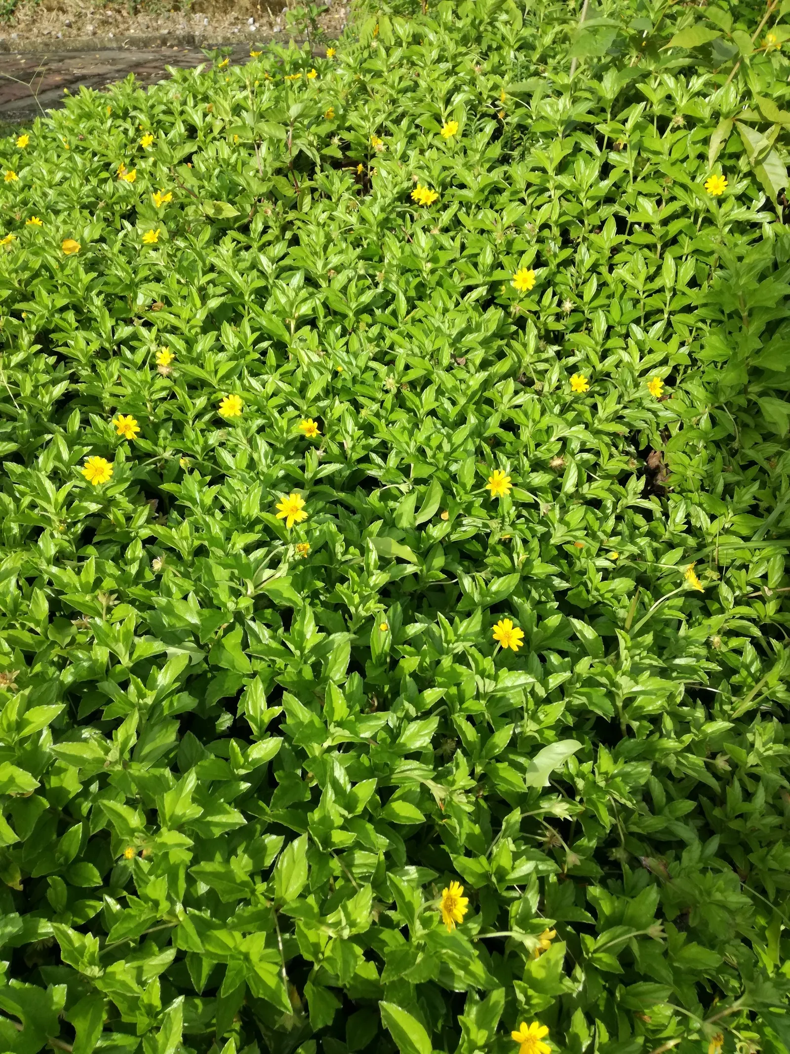 Yellow Dot (Wedelia Trilobata) — Its foliage rises to about 18 to 24 inches in height; this perennial thrives in USDA zones 8-11 and spreads, image 73