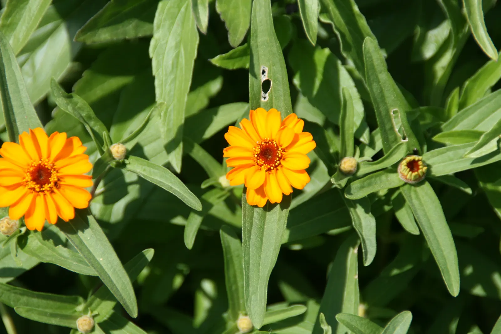 Yellow Dot (Wedelia Trilobata) — Yellow Dot (Wedelia trilobata) is a vigorous ground cover; this perennial thrives in USDA zones 8-11 and spreads quickly to