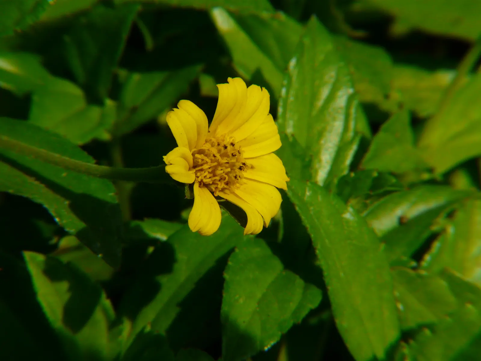 Yellow Dot (Wedelia Trilobata) — flourishing in full sun to partial shade; this perennial thrives in USDA zones 8-11 and spreads quickly to 3-4 feet wide