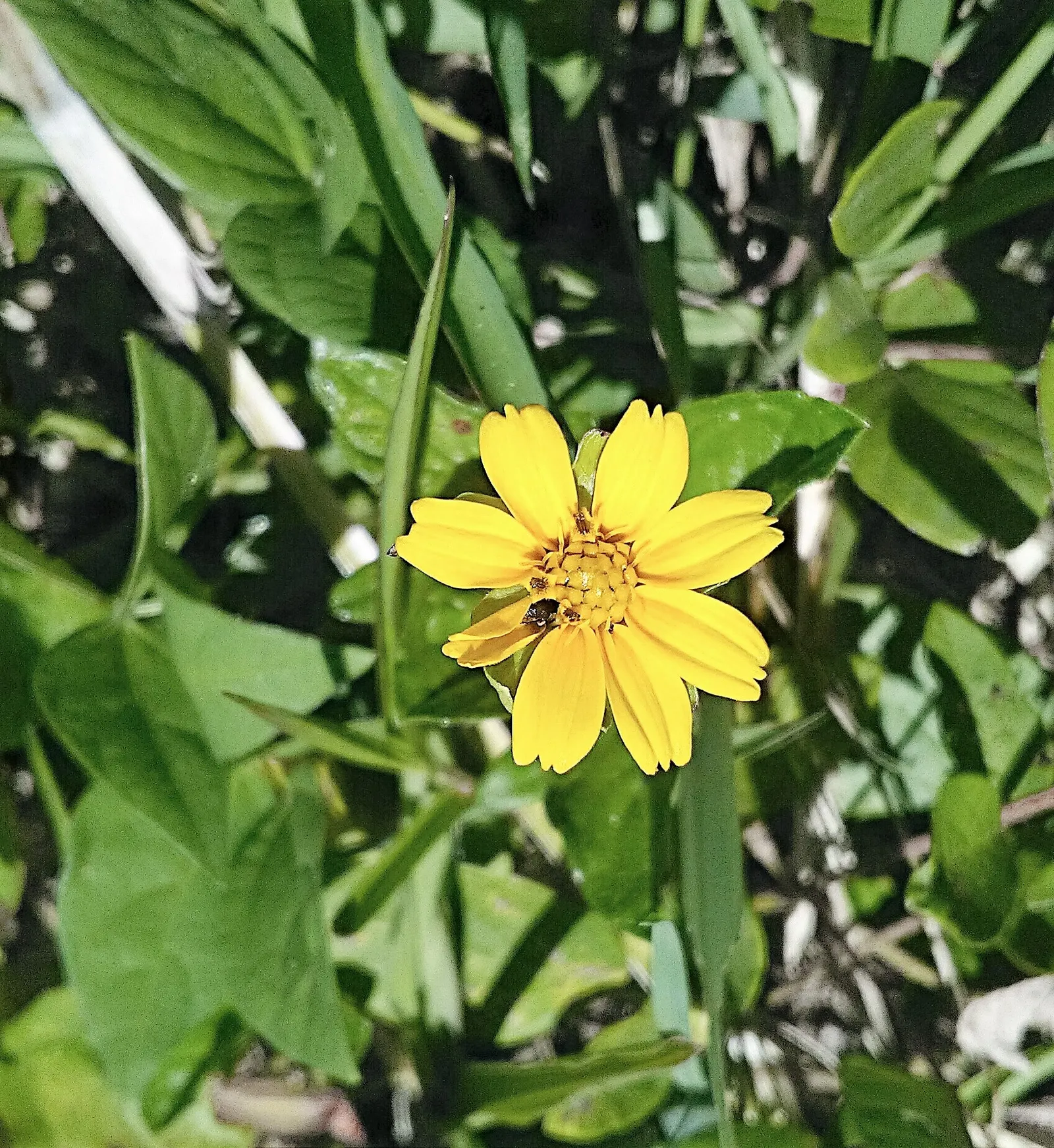 Yellow Dot (Wedelia Trilobata) — flourishing in full sun to partial shade; this perennial thrives in USDA zones 8-11 and spreads quickly to 3-4, image 61