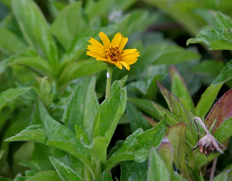 Yellow Dot (Wedelia Trilobata) — bright yellow flowers and lustrous