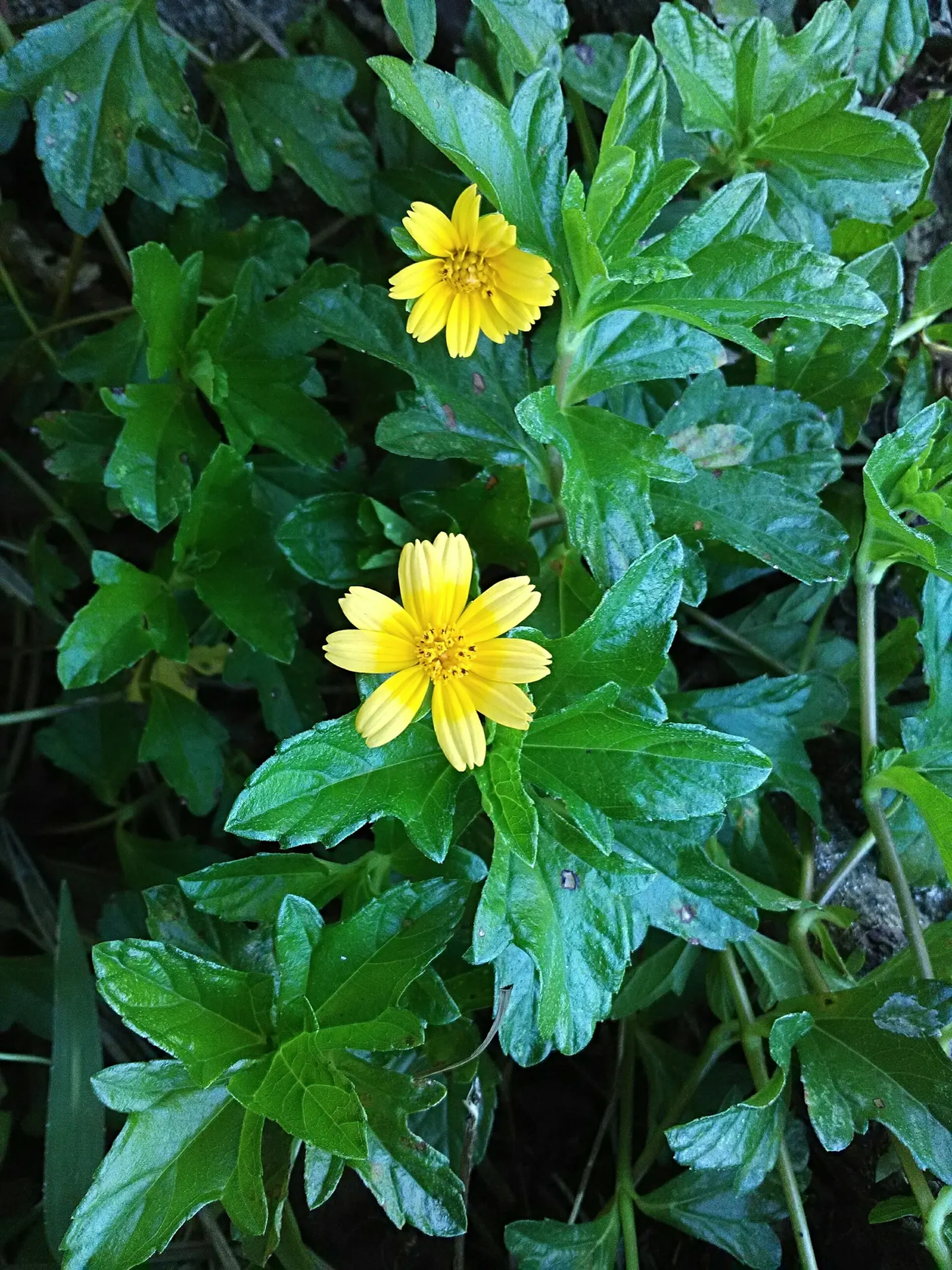 Yellow Dot (Wedelia Trilobata) — bright yellow flowers and lustrous; daisy-like yellow flowers