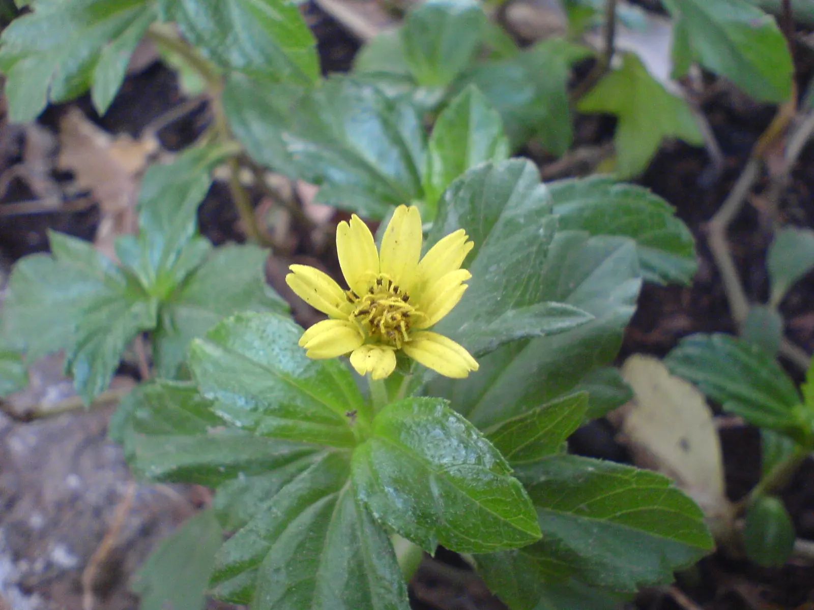 Yellow Dot (Wedelia Trilobata) — Yellow Dot (Wedelia trilobata) is a vigorous ground cover