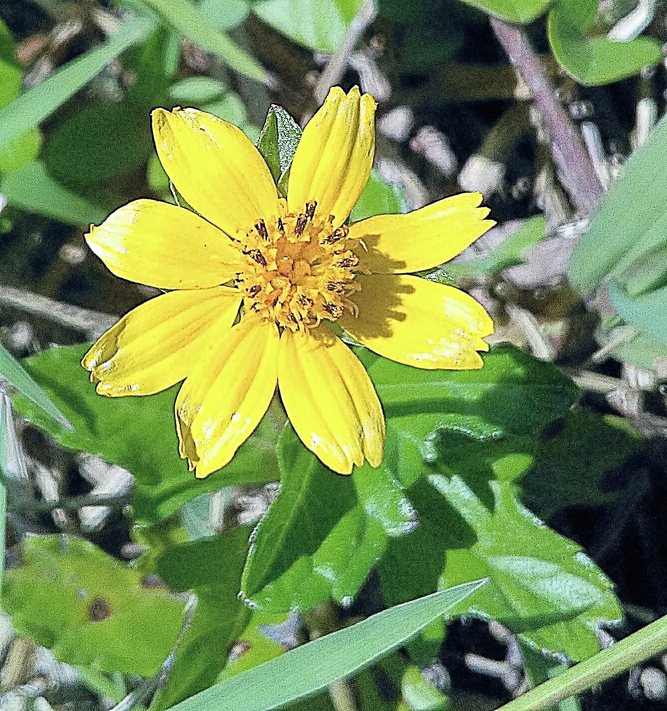 Yellow Dot (Wedelia Trilobata) — is a versatile and vibrant groundcover that can add a splash of color to any landscape design