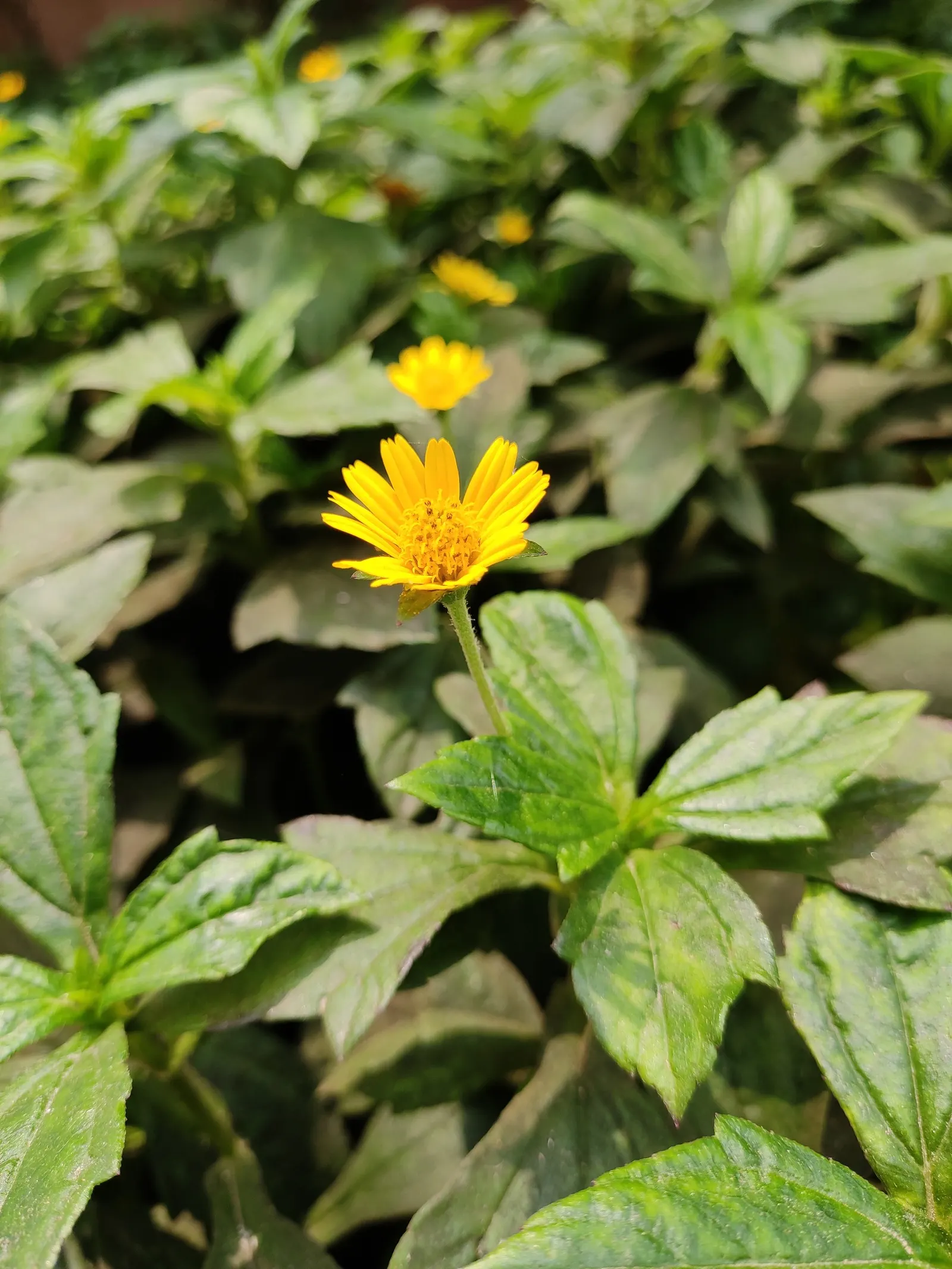 Yellow Dot (Wedelia Trilobata) — consider its rapid growth habit; it spreads by rooting stem nodes and can cover areas up to 3 feet wide