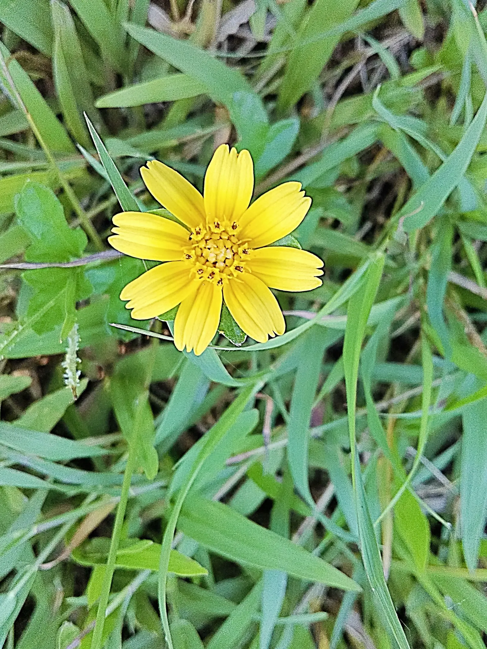 Yellow Dot (Wedelia Trilobata) — it's excellent for erosion control
