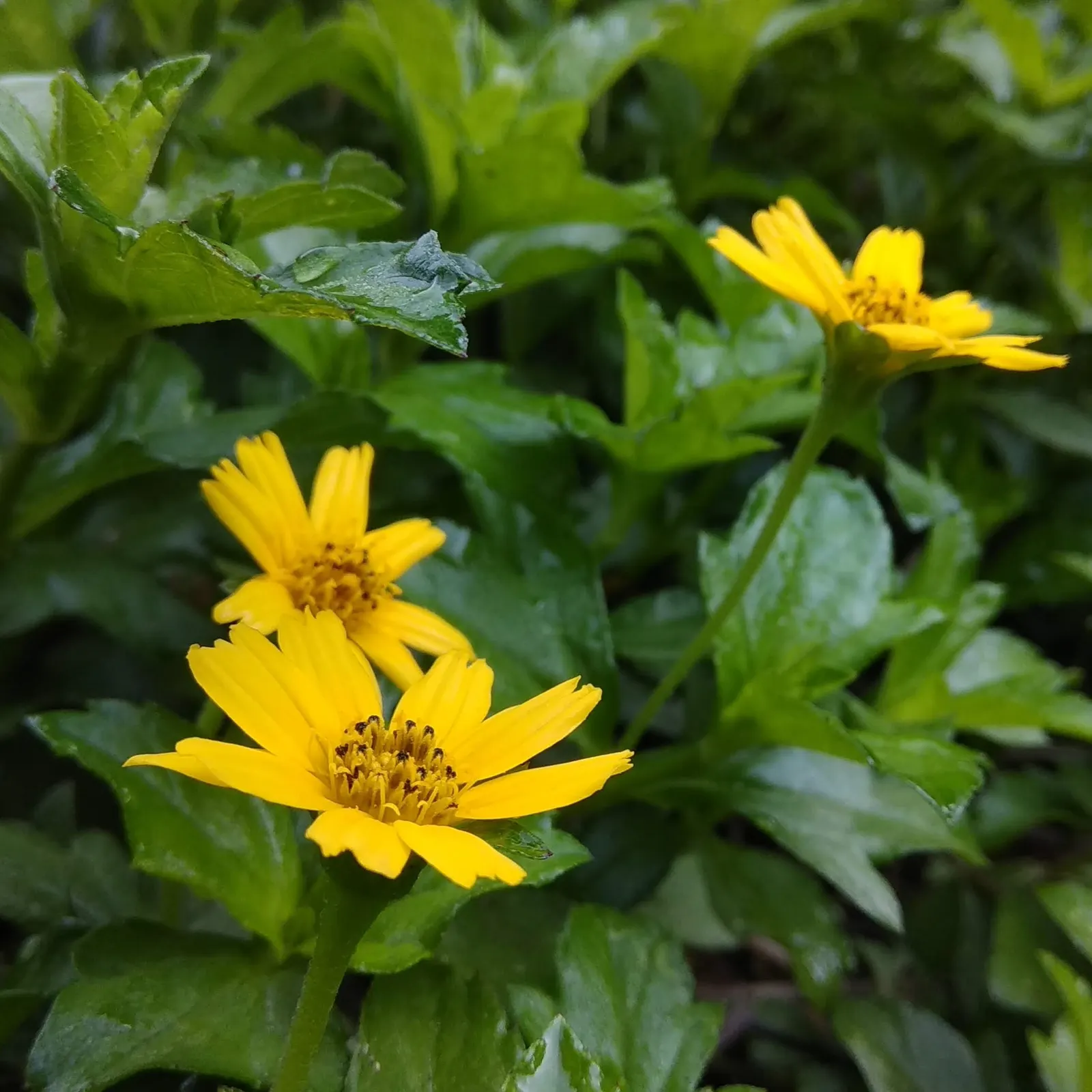 Yellow Dot (Wedelia Trilobata) — <br><br>When incorporating Yellow Dot into your landscape; which allows for easy integration with other plants as