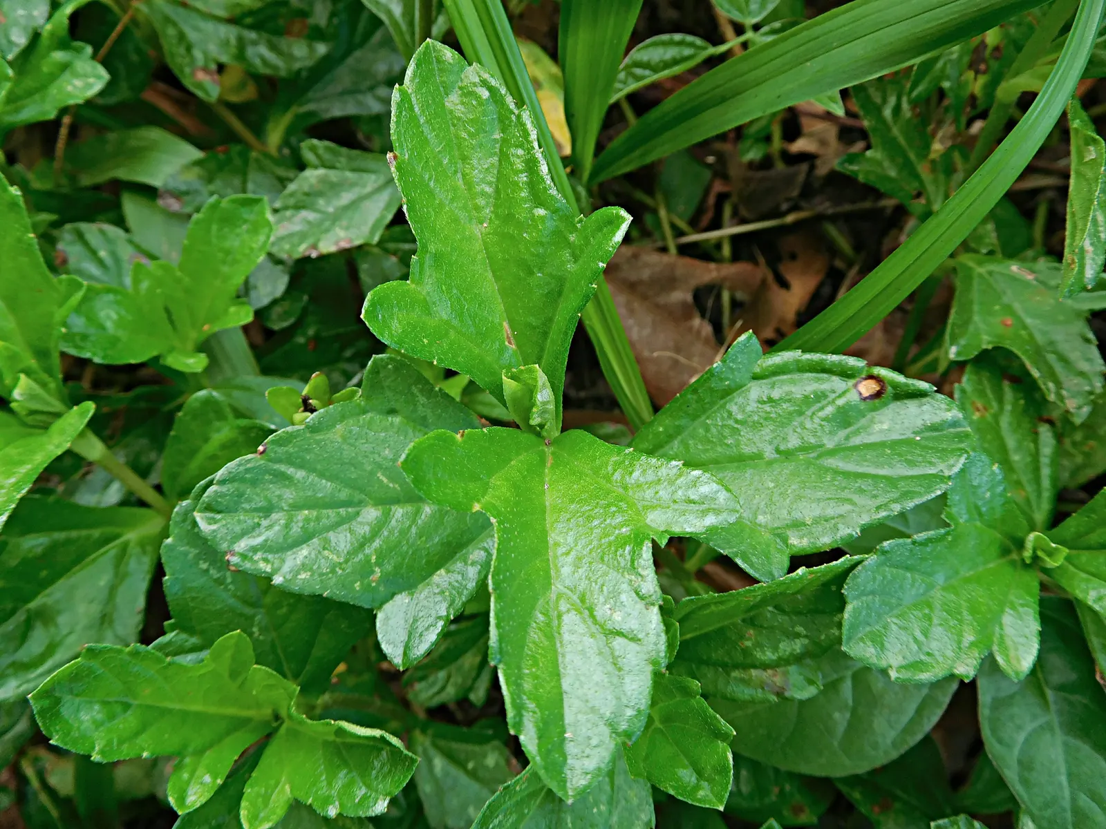 Yellow Dot (Wedelia Trilobata) — requiring minimal maintenance once established and preferring well-drained soil