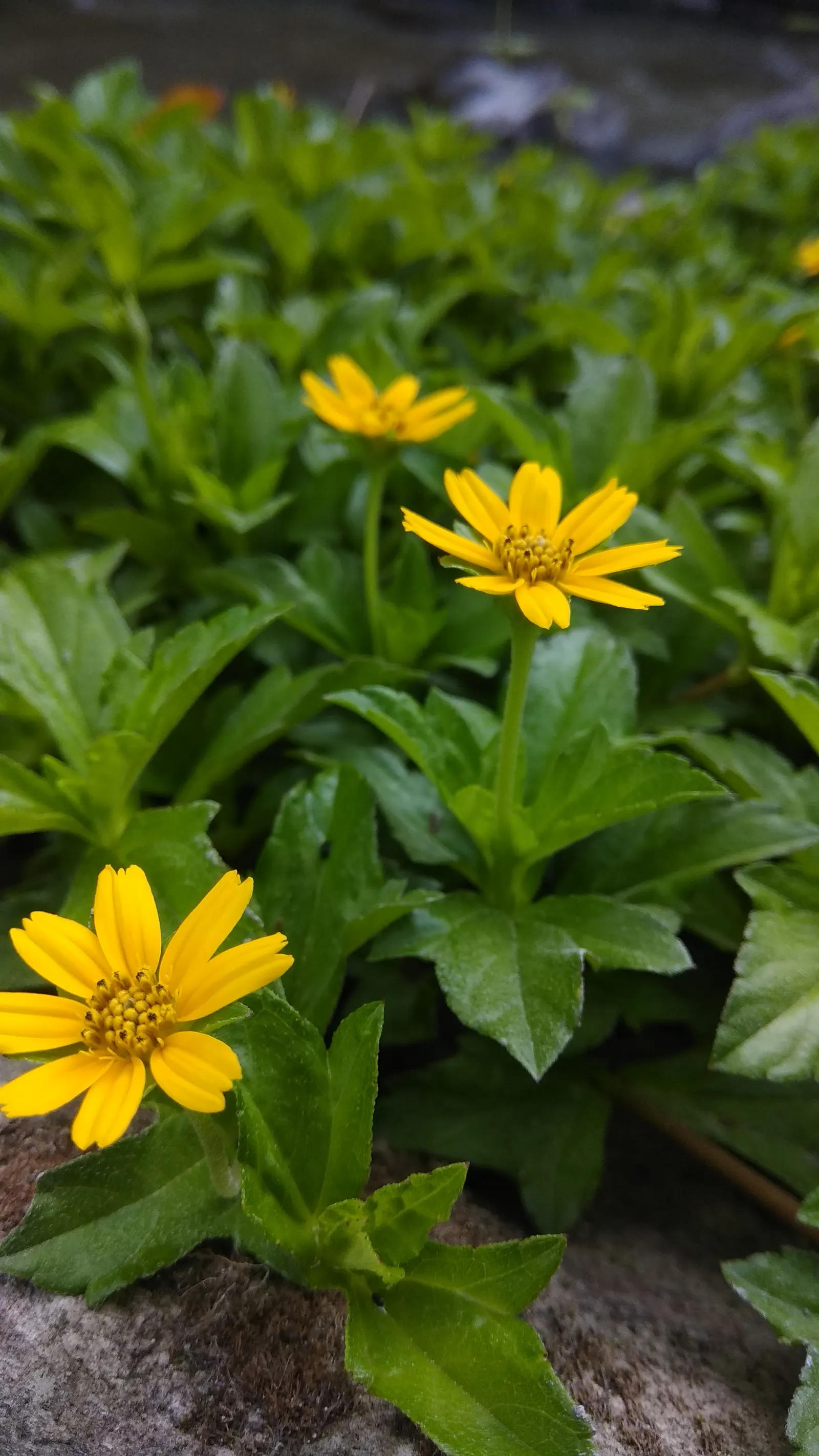 Yellow Dot (Wedelia Trilobata) — deep green leaves that are roughly 3 inches long; which allows for easy integration with other plants as, image 59