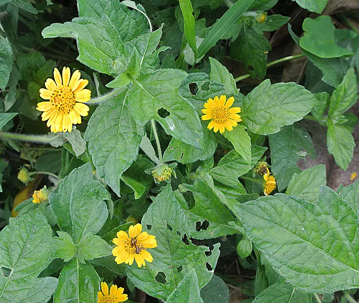 Yellow Dot (Wedelia Trilobata) — it's excellent for erosion control; which allows for easy integration with other plants as underplantings or along borders