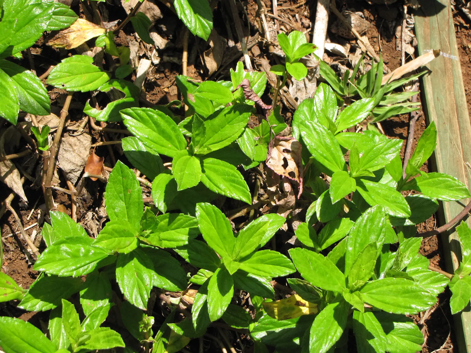 Yellow Dot (Wedelia Trilobata) — plant Yellow Dot in an area with full to partial sunlight and well-drained soil