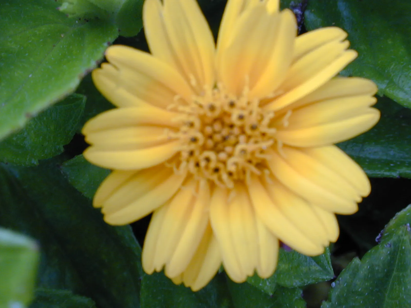Yellow Dot (Wedelia Trilobata) — daisy-like yellow flowers