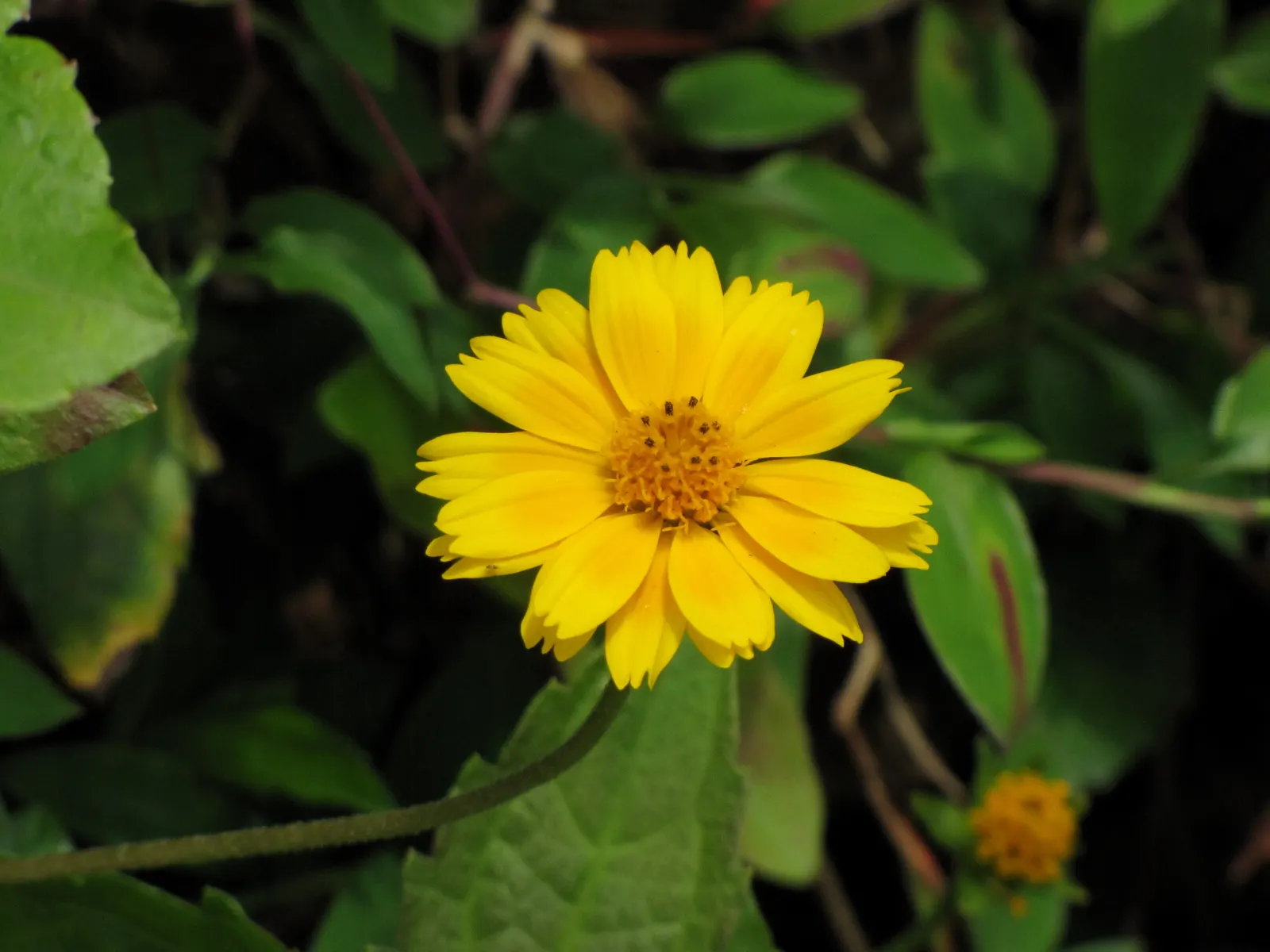 Yellow Dot (Wedelia Trilobata) — Thriving in USDA zones 8 to 11; as its flowers attract butterflies and bees