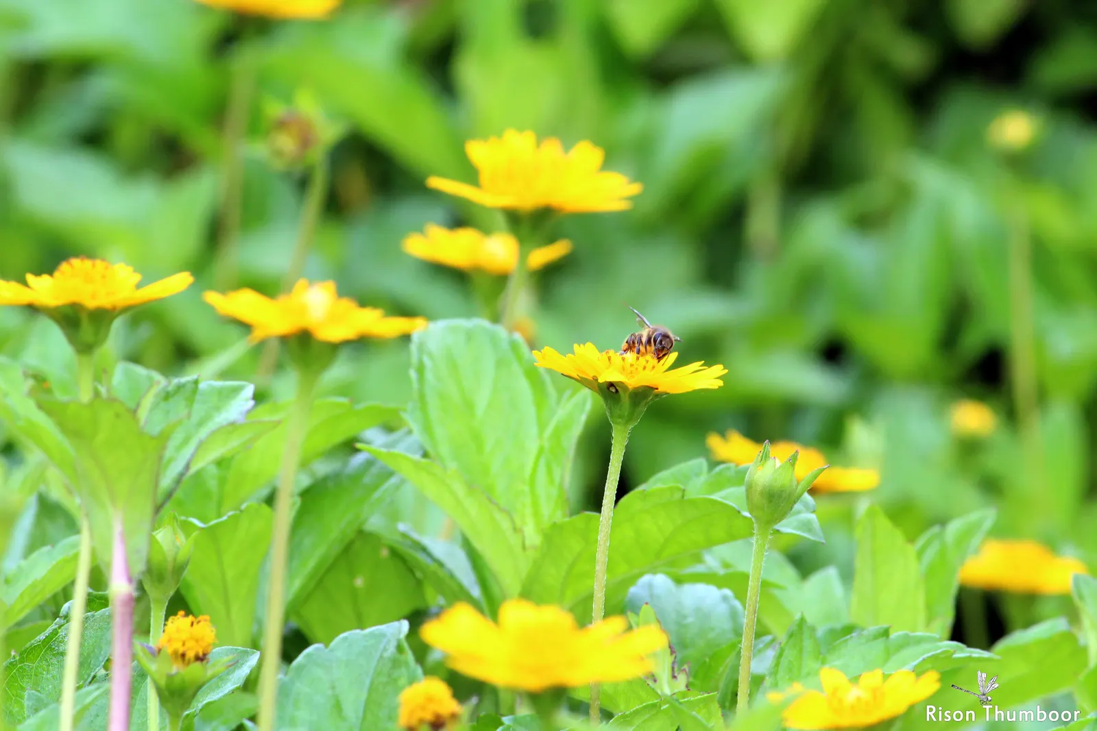 Yellow Dot (Wedelia Trilobata) — is a versatile and vibrant groundcover that can add a splash of color to any landscape design; this perennial thrives in USDA
