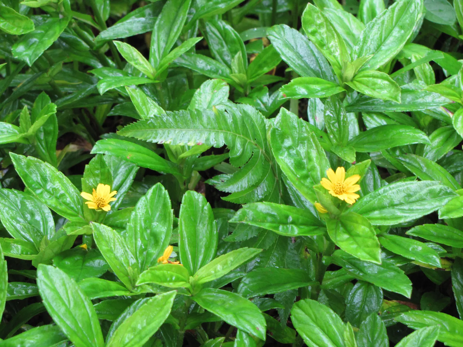 Yellow Dot (Wedelia Trilobata) — With a growth height of about 18 inches; daisy-like yellow flowers, image 62