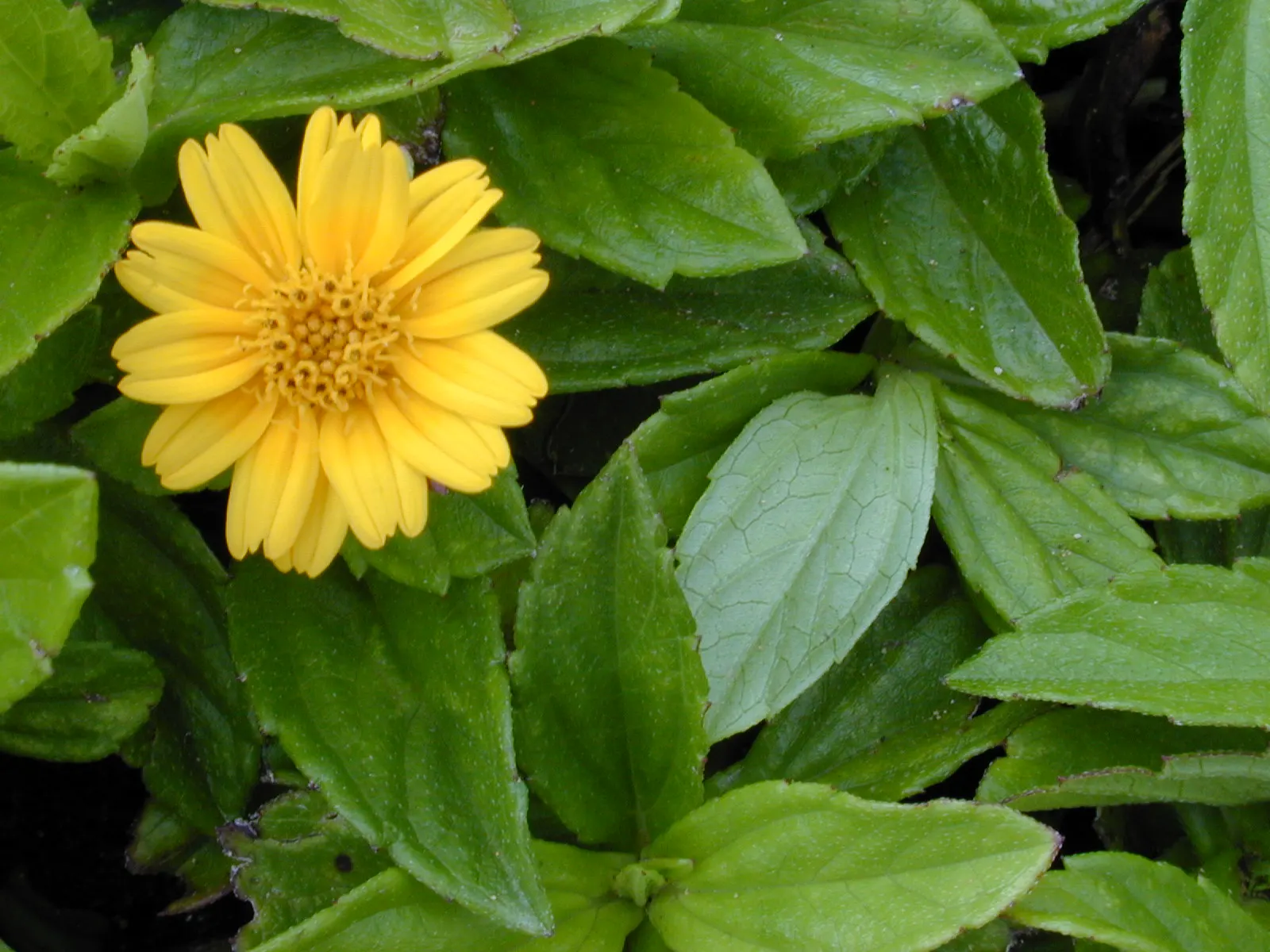 Yellow Dot (Wedelia Trilobata) — which allows for easy integration with other plants as underplantings or along borders
