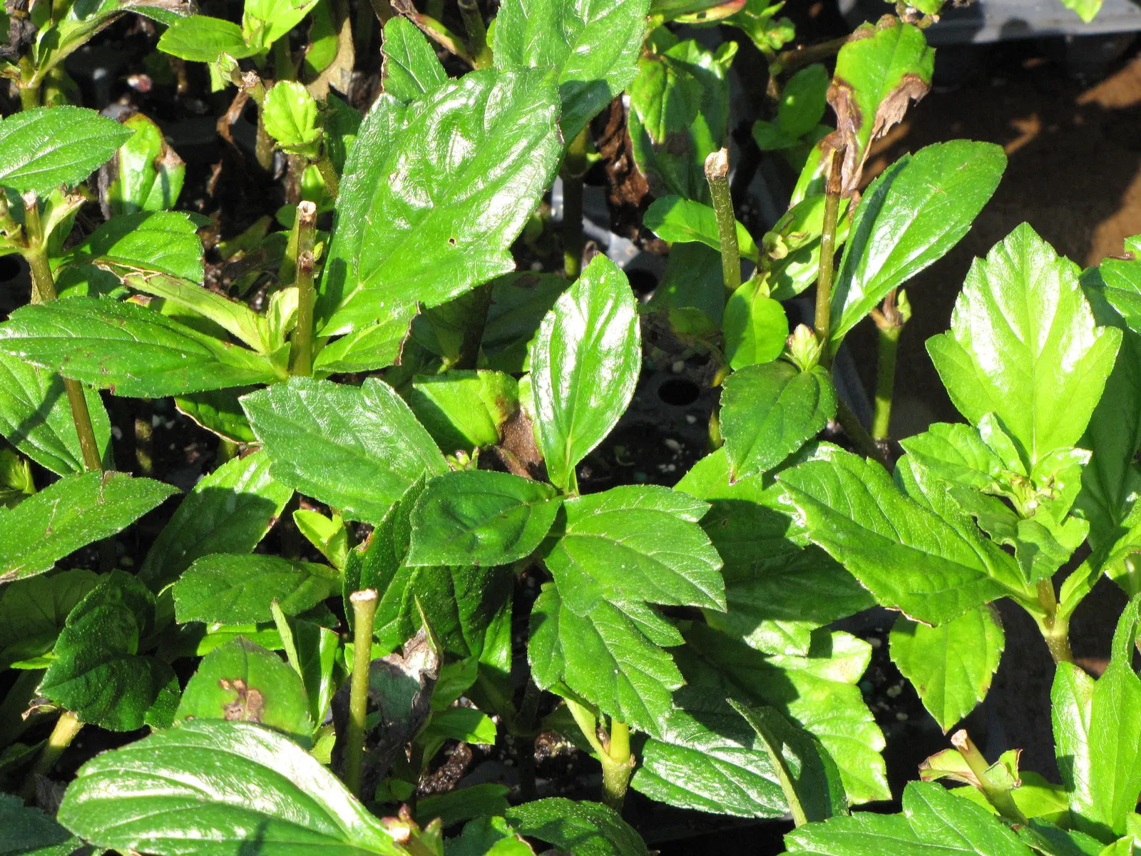 Yellow Dot (Wedelia Trilobata) — it is heat and drought-resistant once established