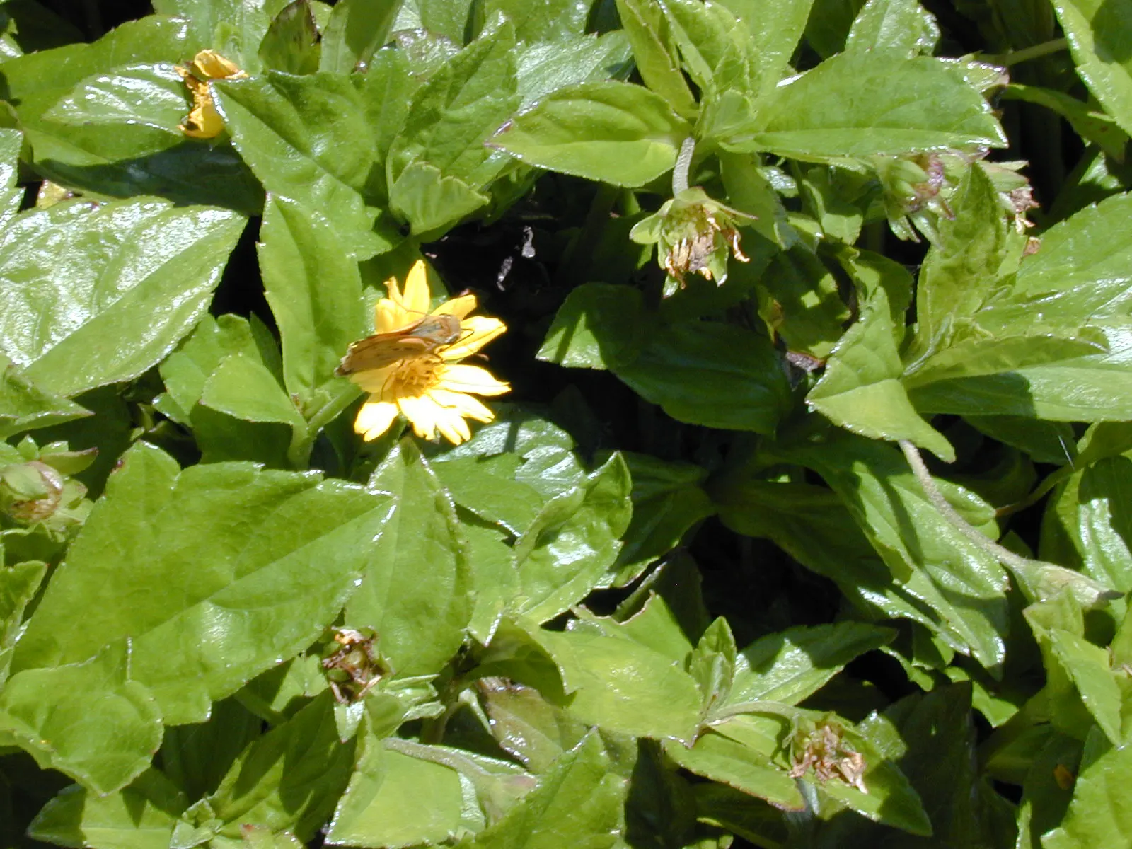 Yellow Dot (Wedelia Trilobata) — plant Yellow Dot in an area with full to partial sunlight and well-drained soil; daisy-like yellow flowers