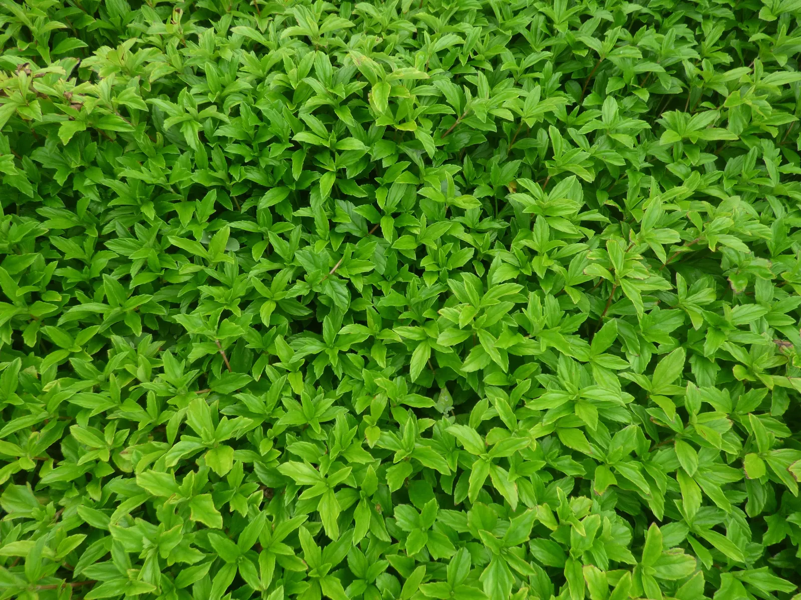 Yellow Dot (Wedelia Trilobata) — Regular pruning will encourage bushier growth and prevent unwanted spreading; which allows for easy integration, image 79