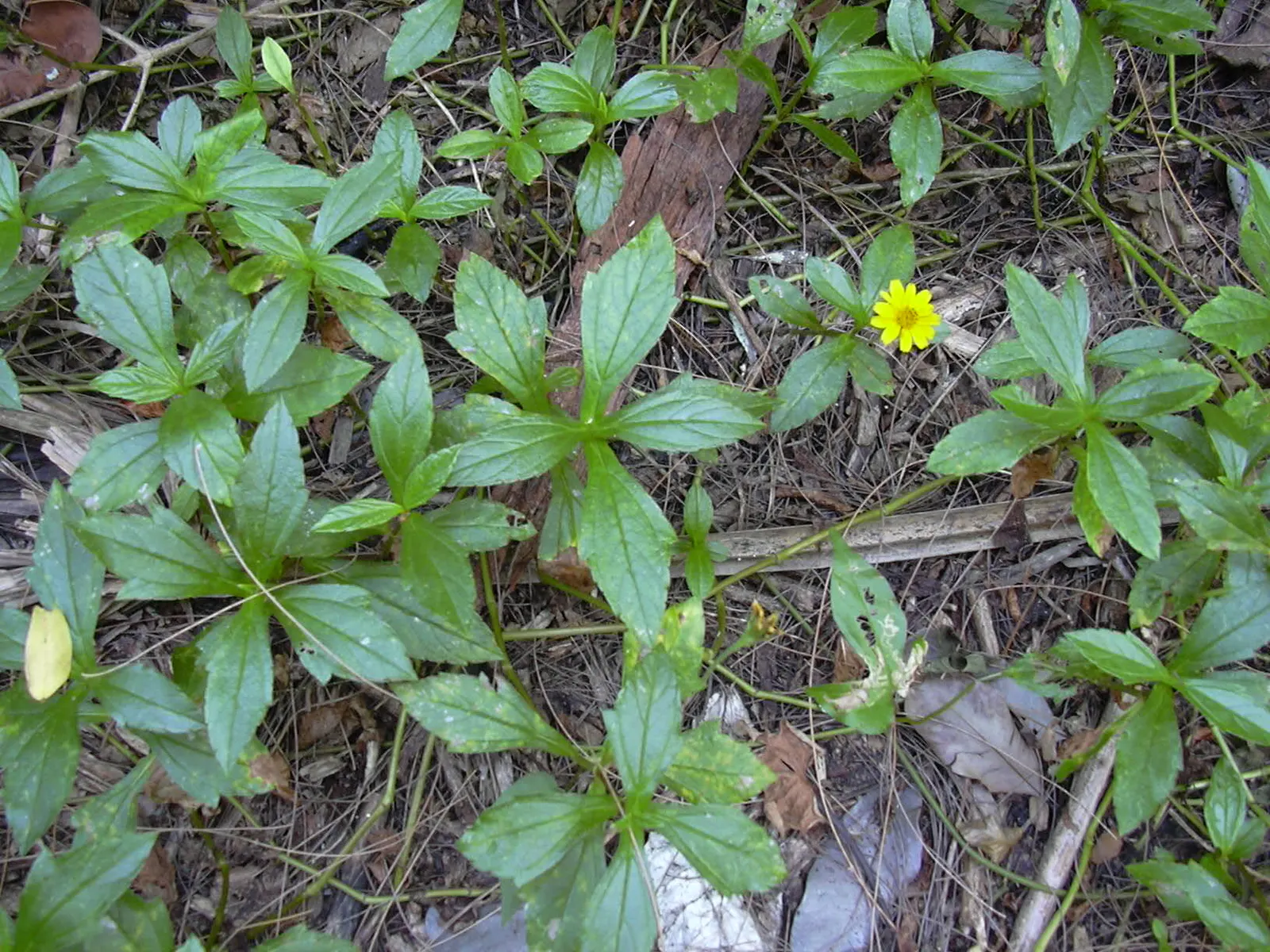 Yellow Dot (Wedelia Trilobata) — Regular pruning will encourage bushier growth and prevent unwanted spreading; which allows for easy integration with other